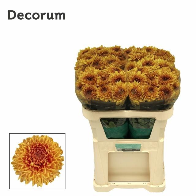 Chrysanht Single Jackfruit 70cm 125gr.