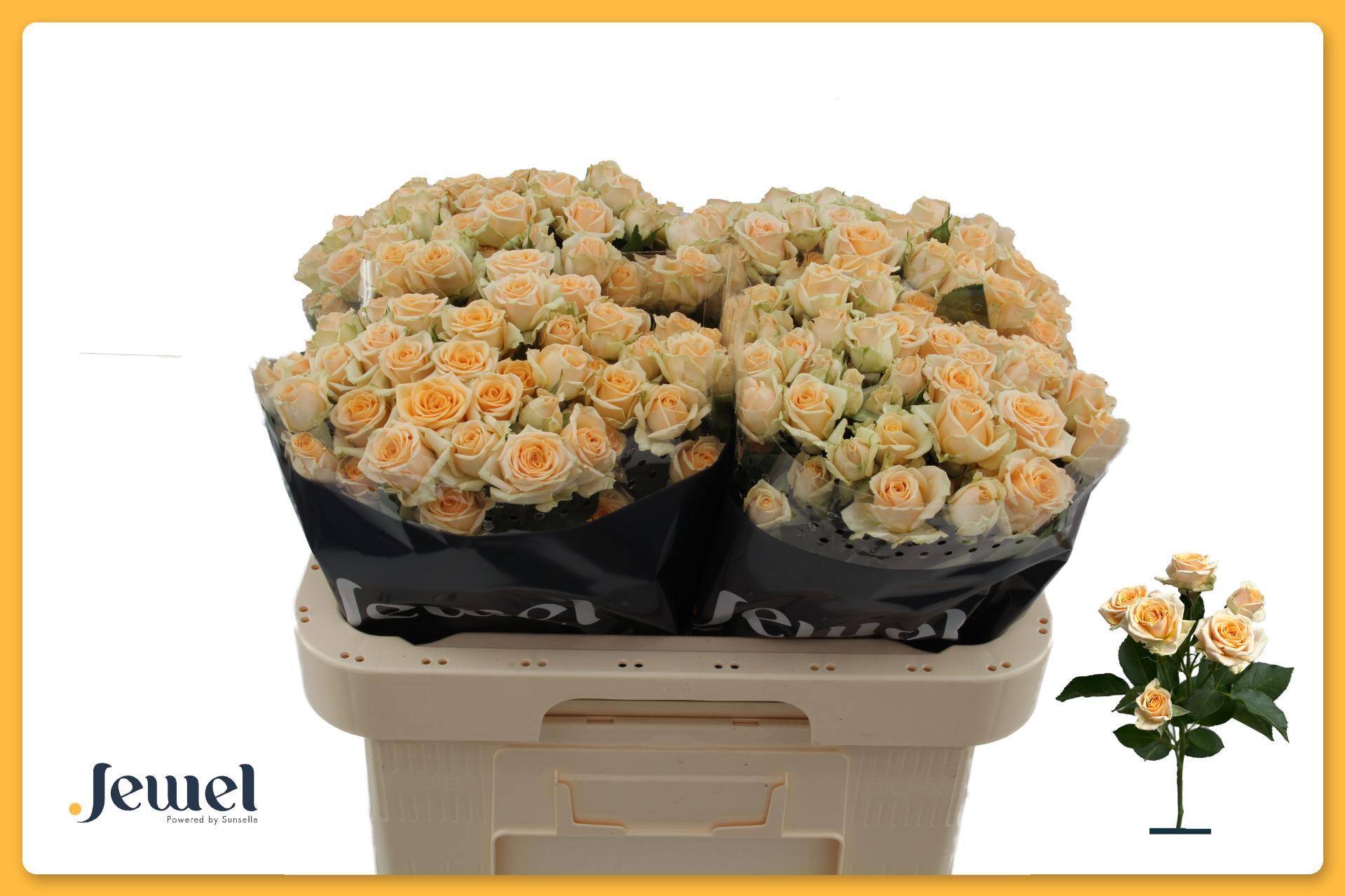 Rosa Spr Trinity 60cm