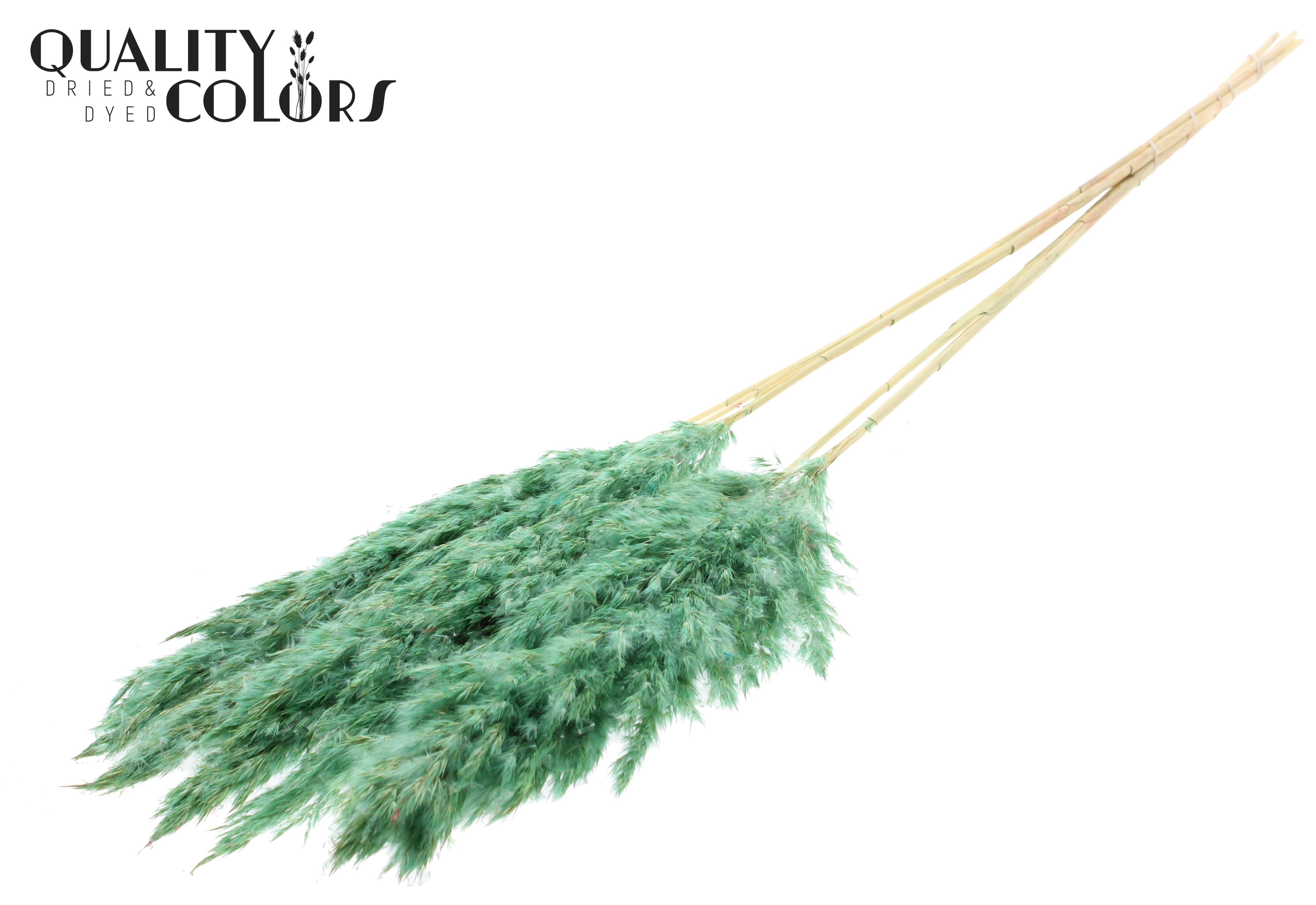 Pampas Grass Frosted Mint Green Per Bunch 100cm