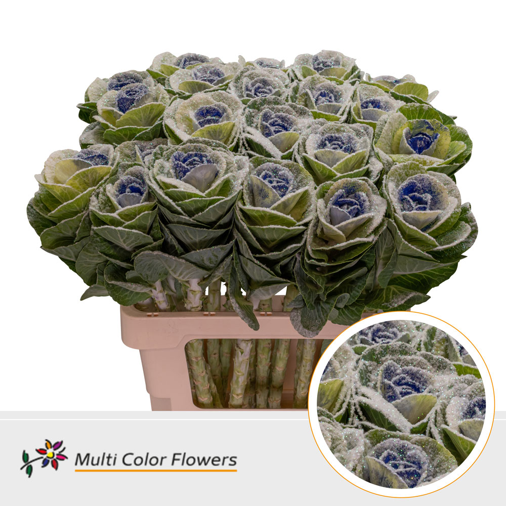 Brassica MarshM Blauw Donker