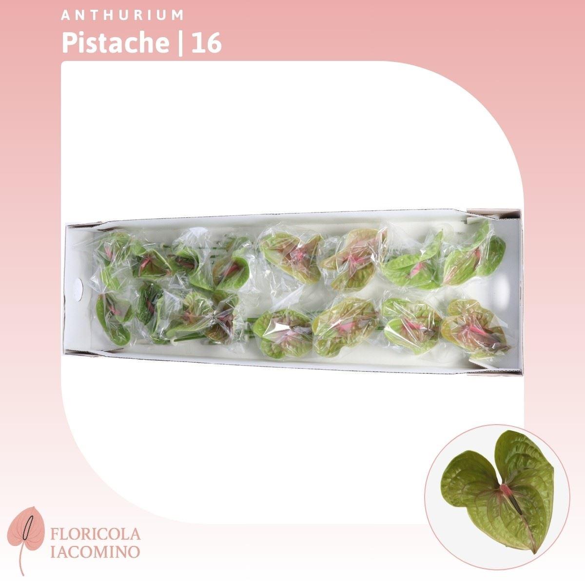 Anthurium Pistache