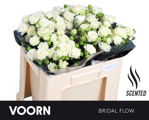 Rosa Spr Bridal Flow 50cm