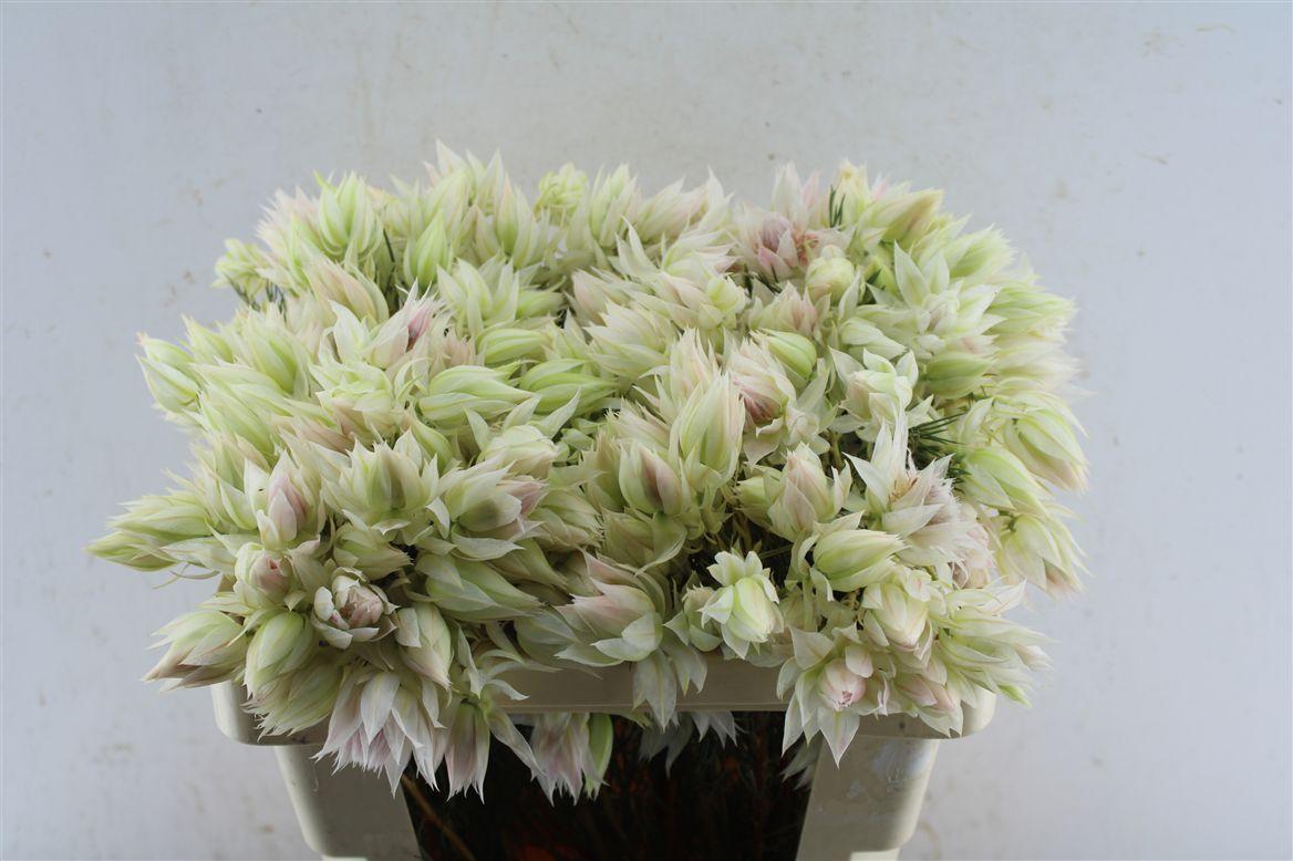 Blushing Brides White 4-6
