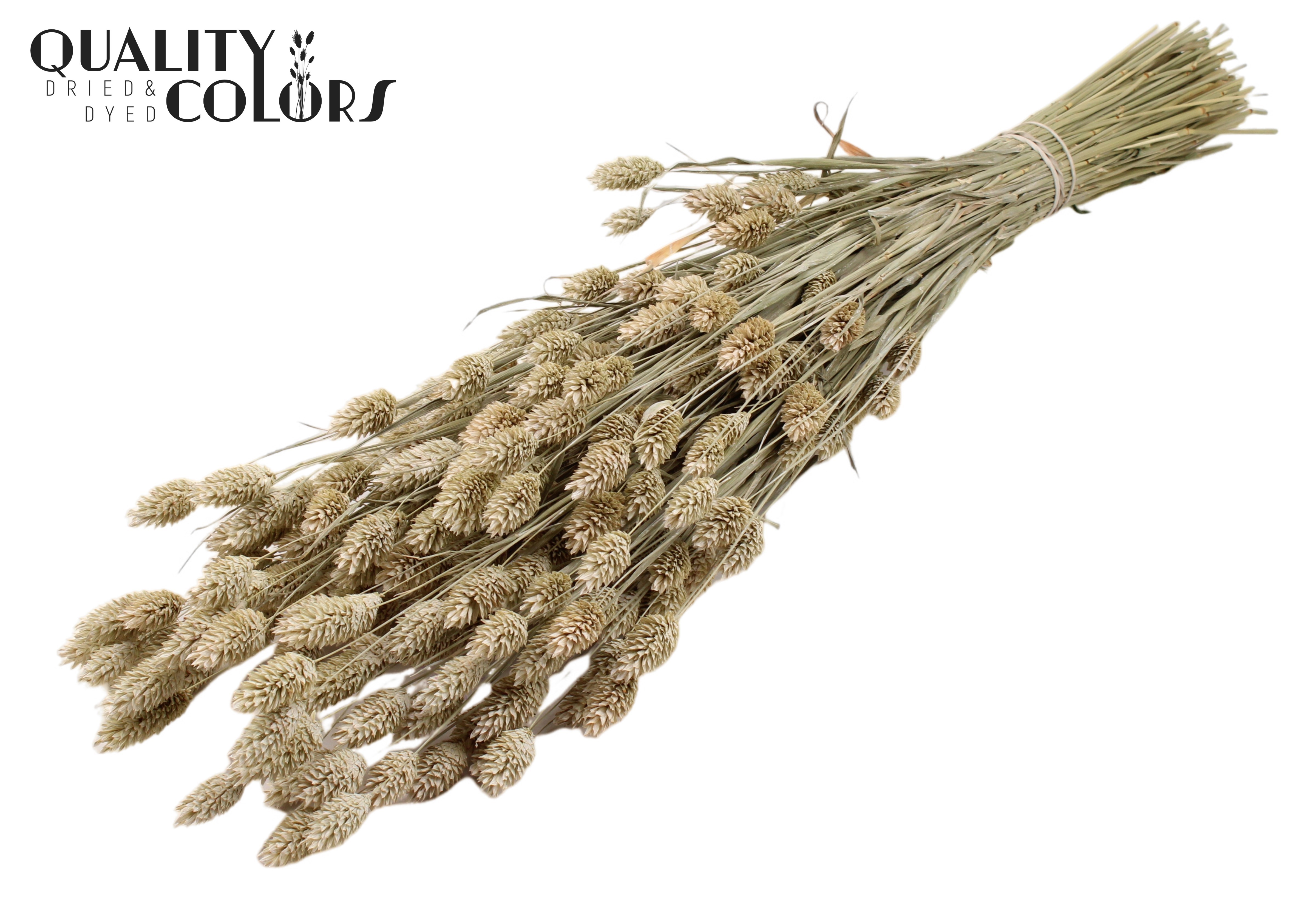 Phalaris Frosted White Per Bunch 60cm 220gr.