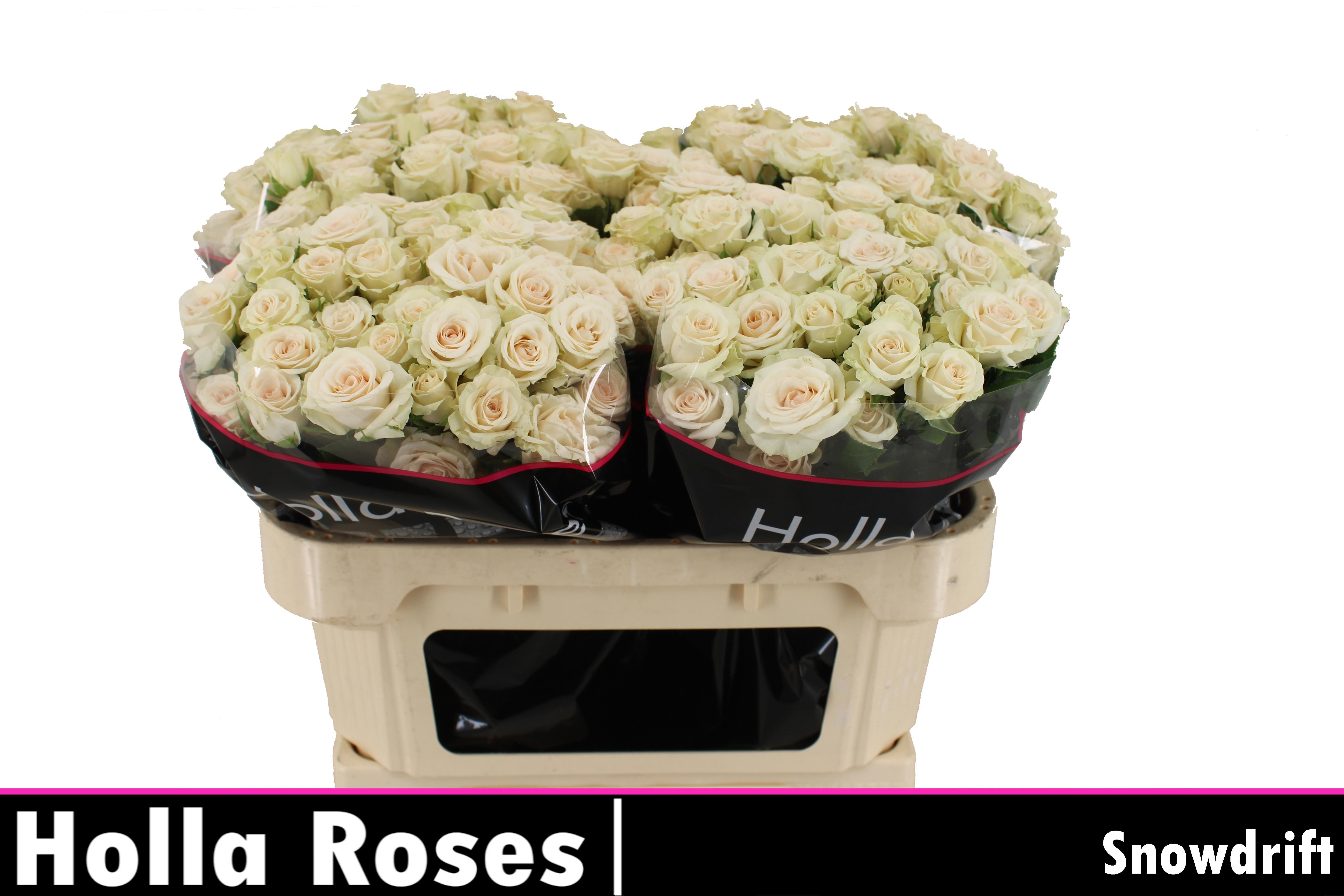 R Tr Snowdrift 70cm