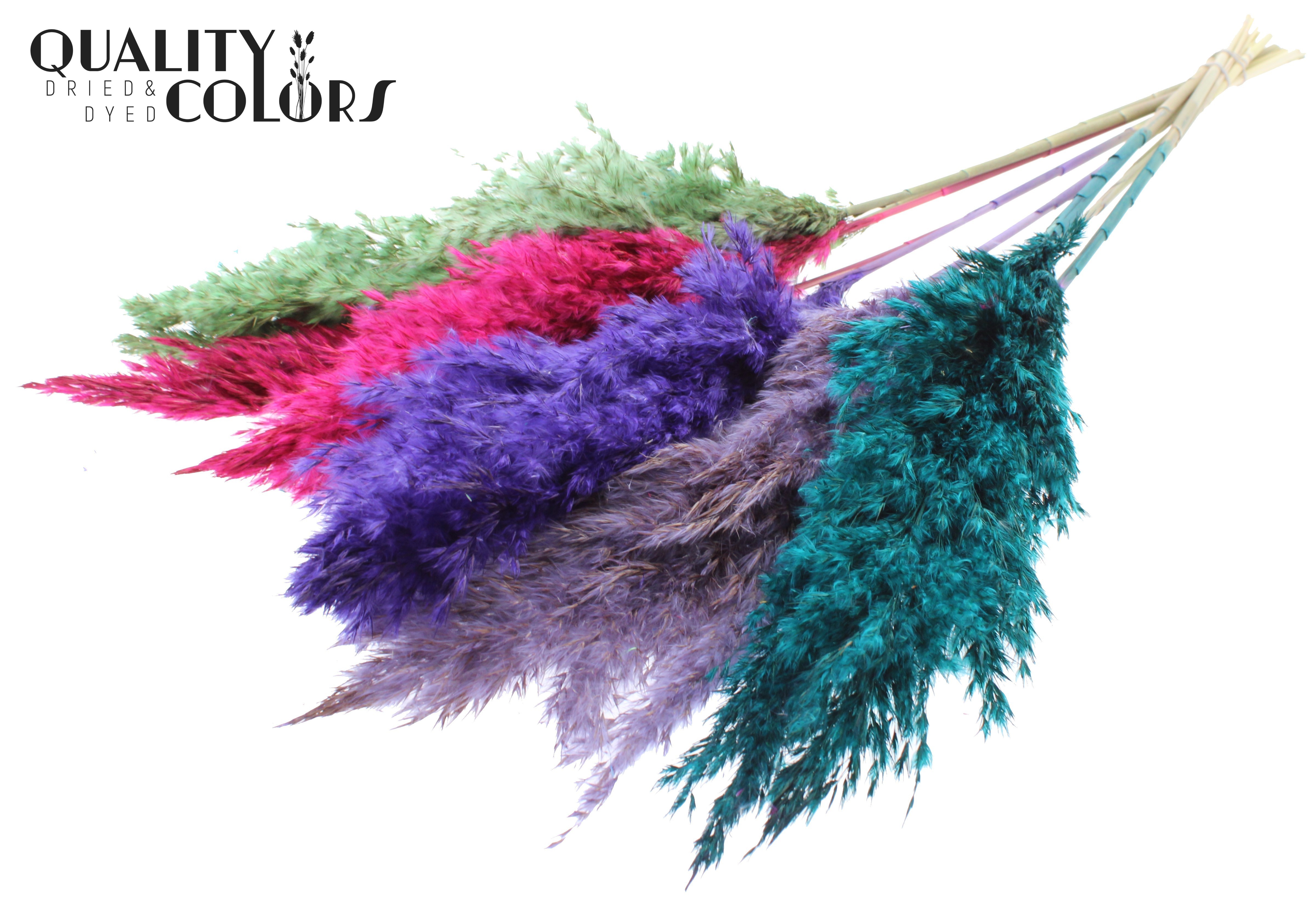 Pampas Grass Colourful 7 Per Bunch 70cm