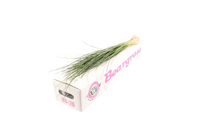 Beargras Per Bunch