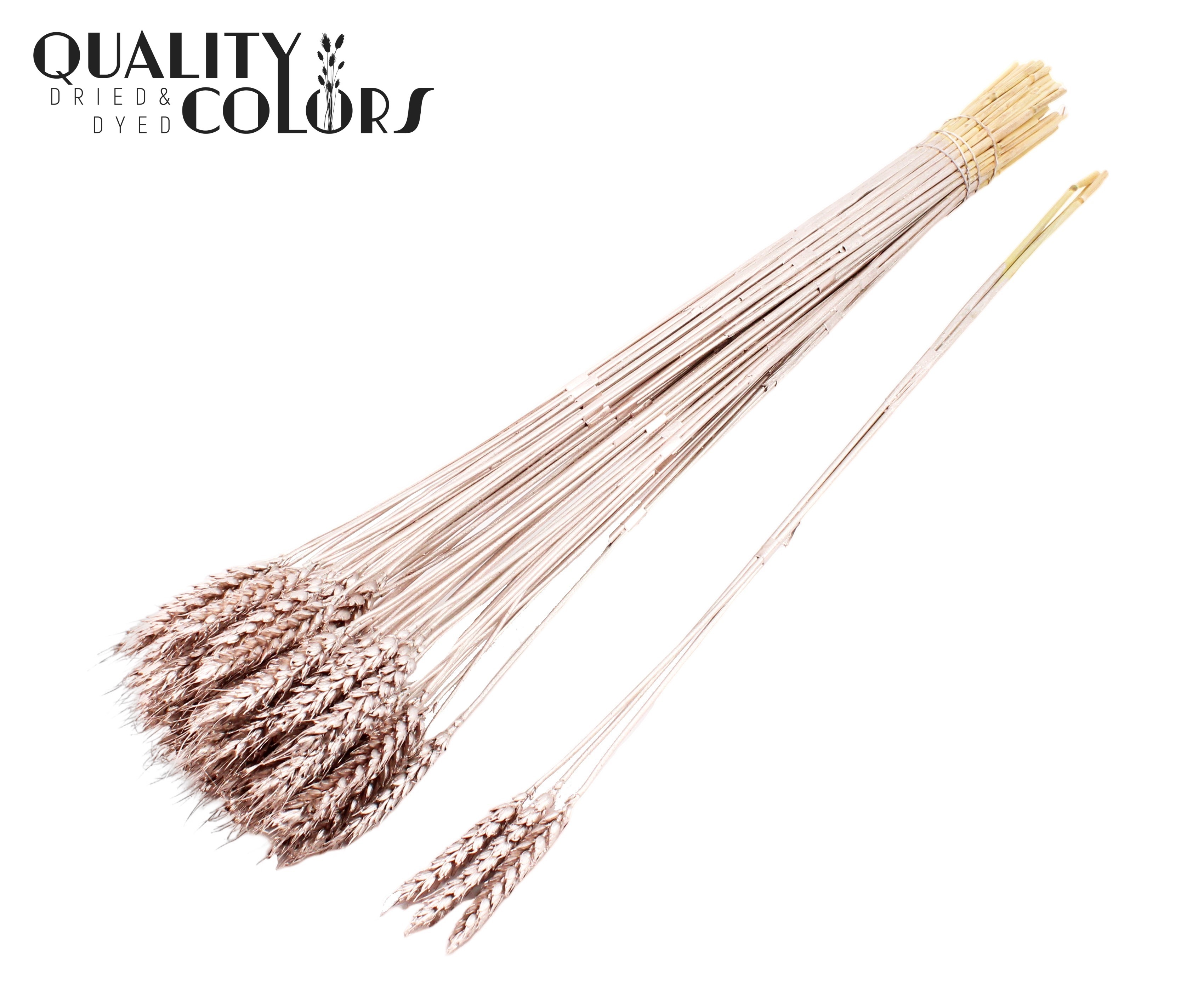 Triticum Tuft Champagne 55cm