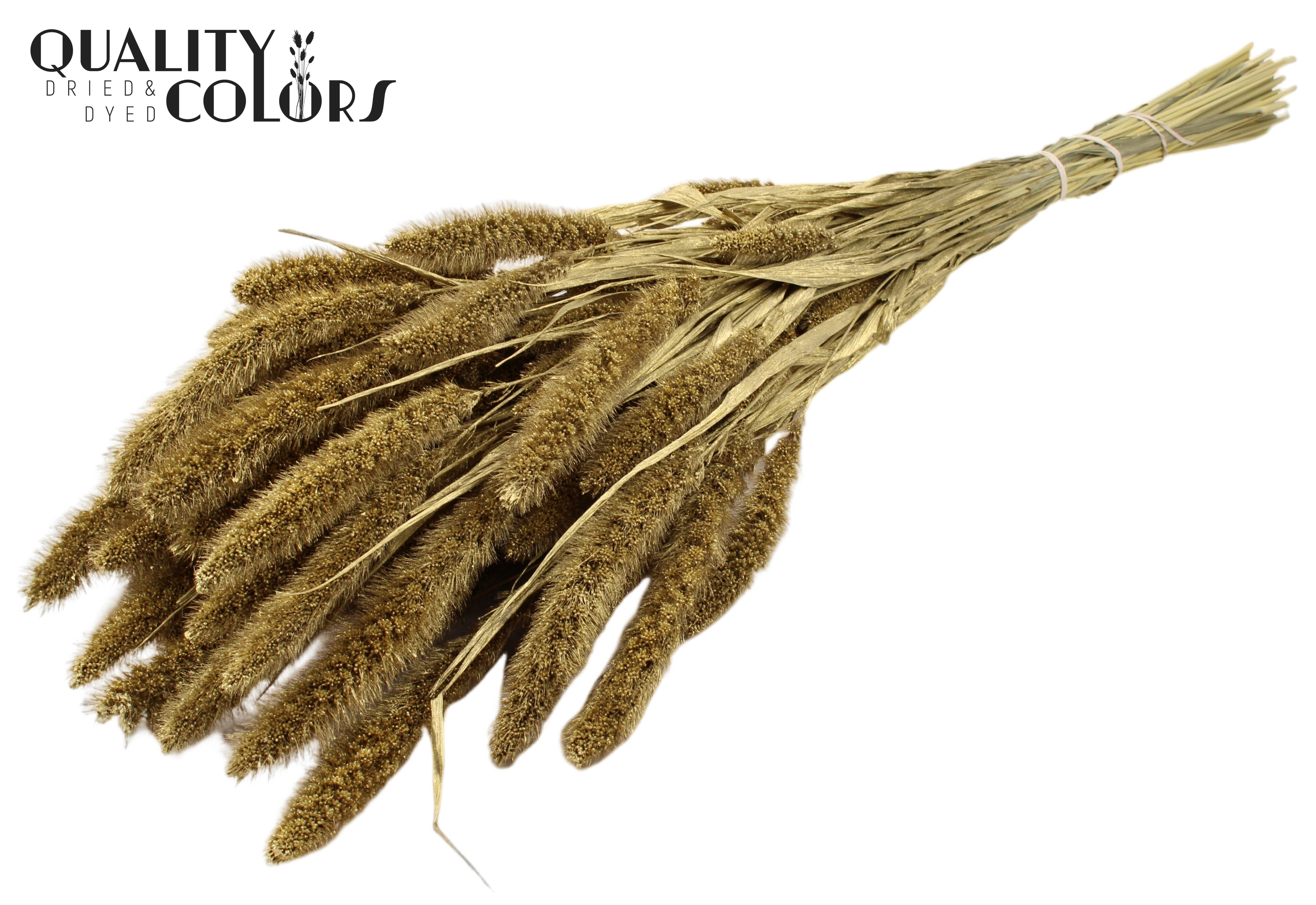 Setaria Gold Per Bunch 70cm