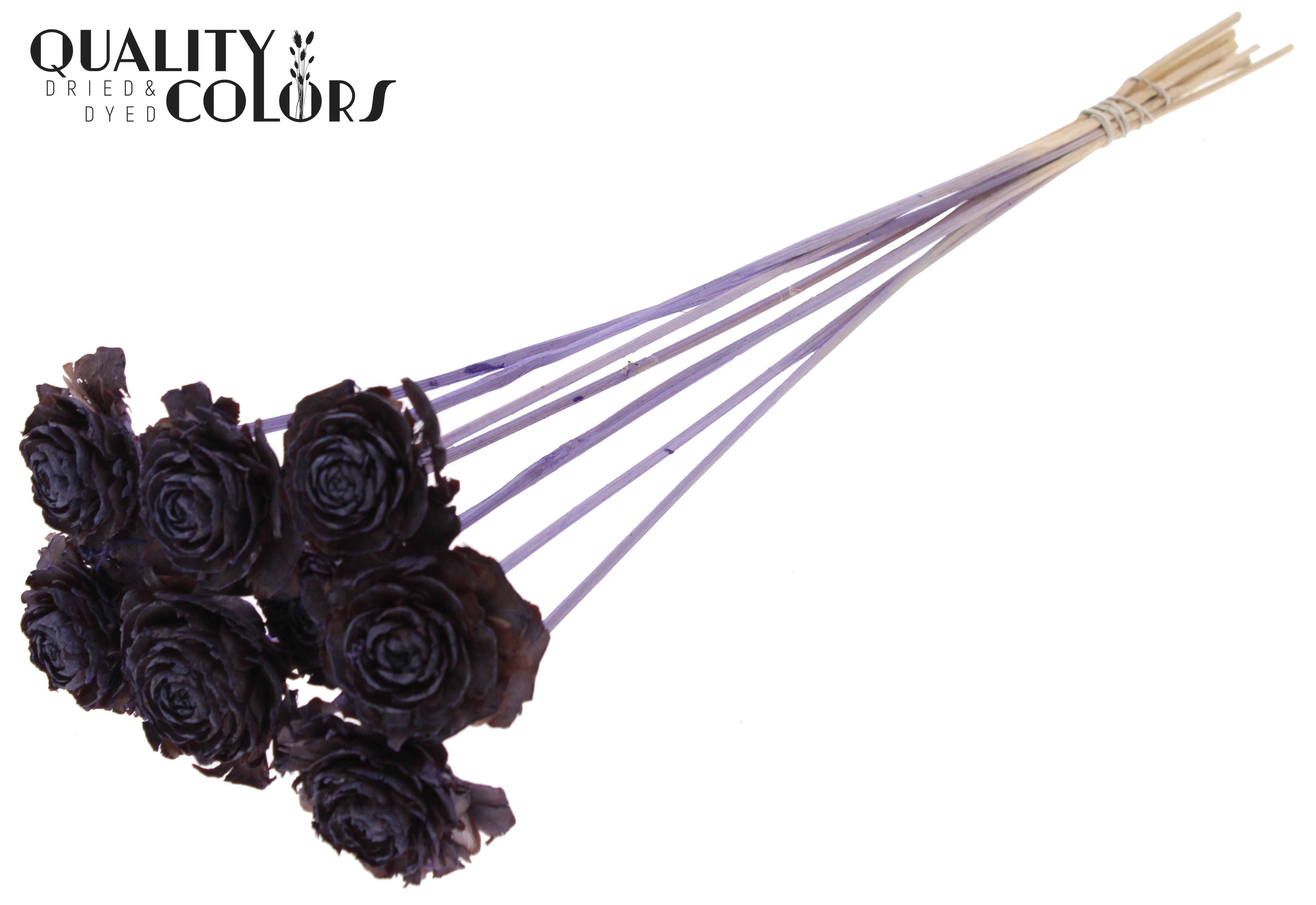 Cedar Rose Frosted Milka 50cm