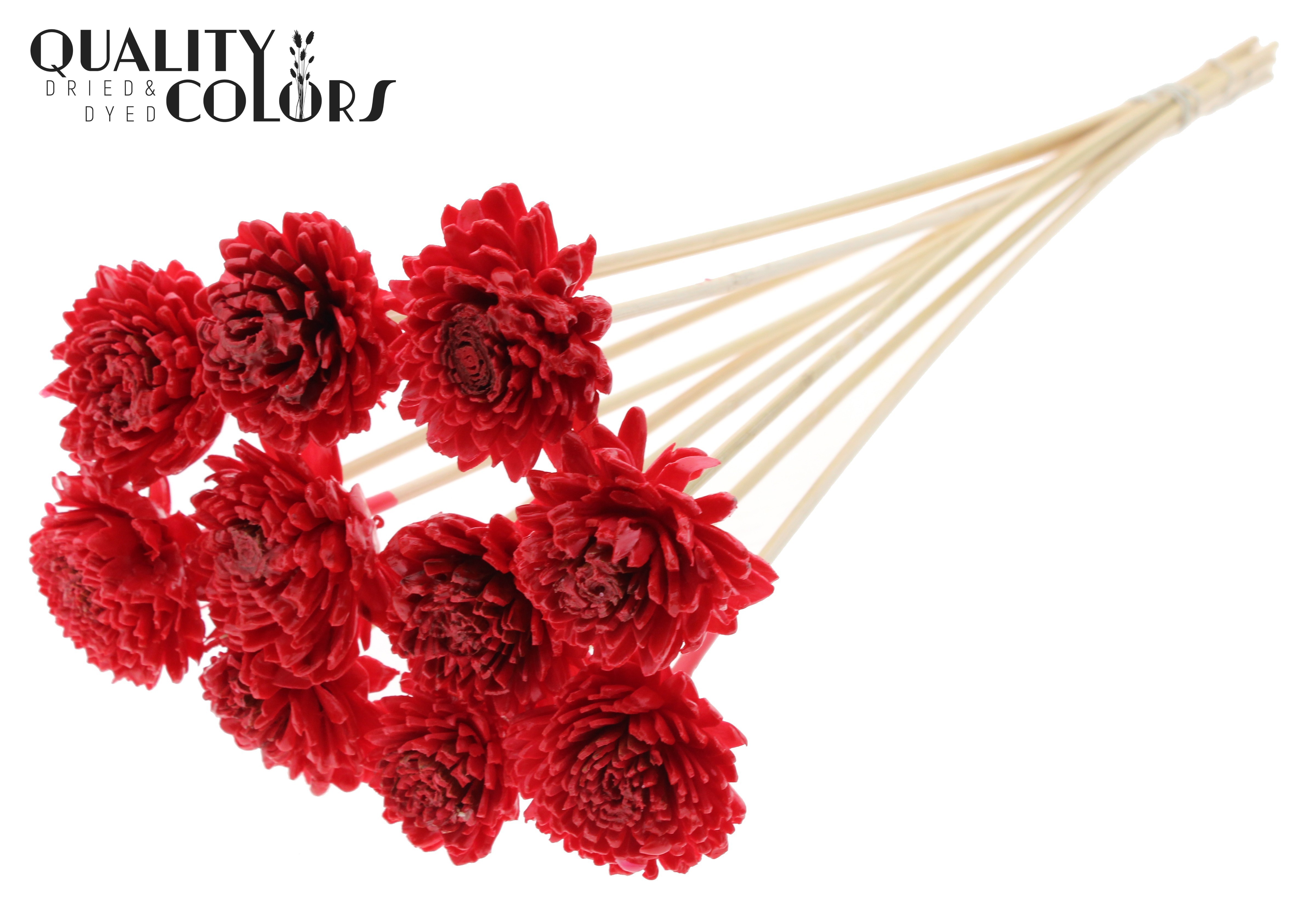 Shola Zinia Wax Red 50cm