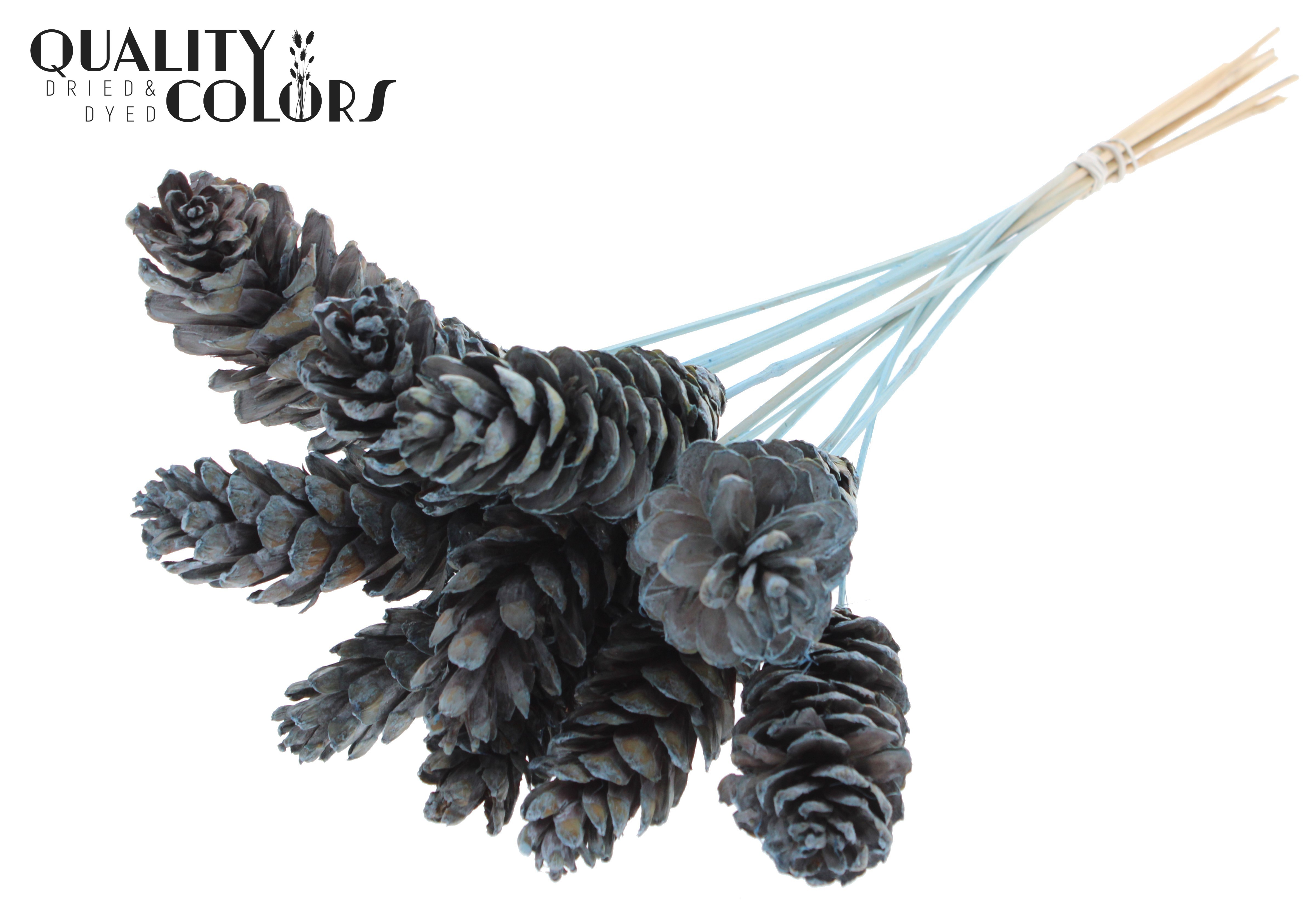 Pinus Strobus Frosted Light Blue 50cm