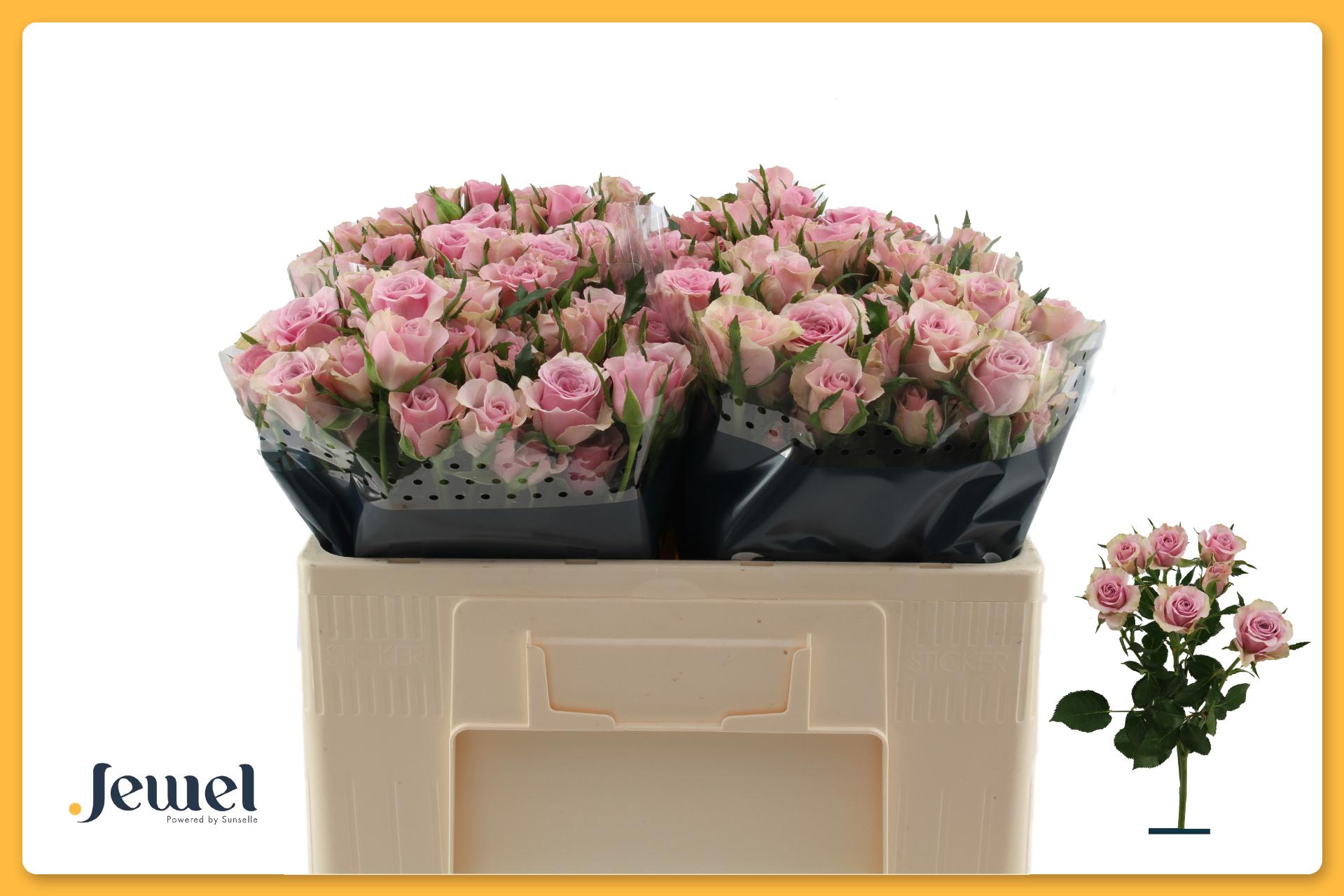 Rosa Spr Leila 50cm