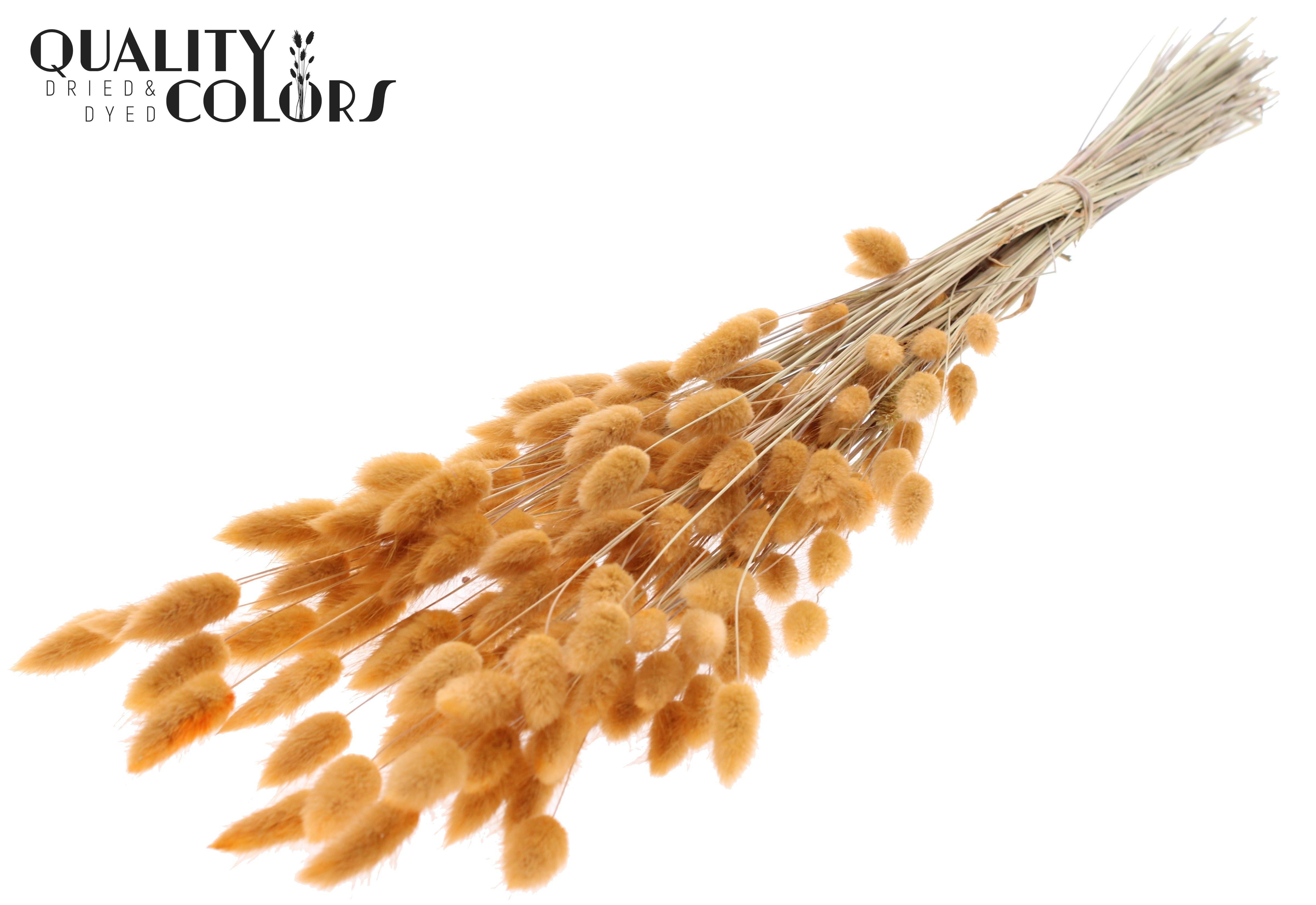 Lagurus Salmon Per Bunch 70cm