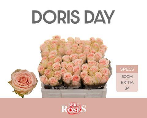 Rosa Doris Day 50cm