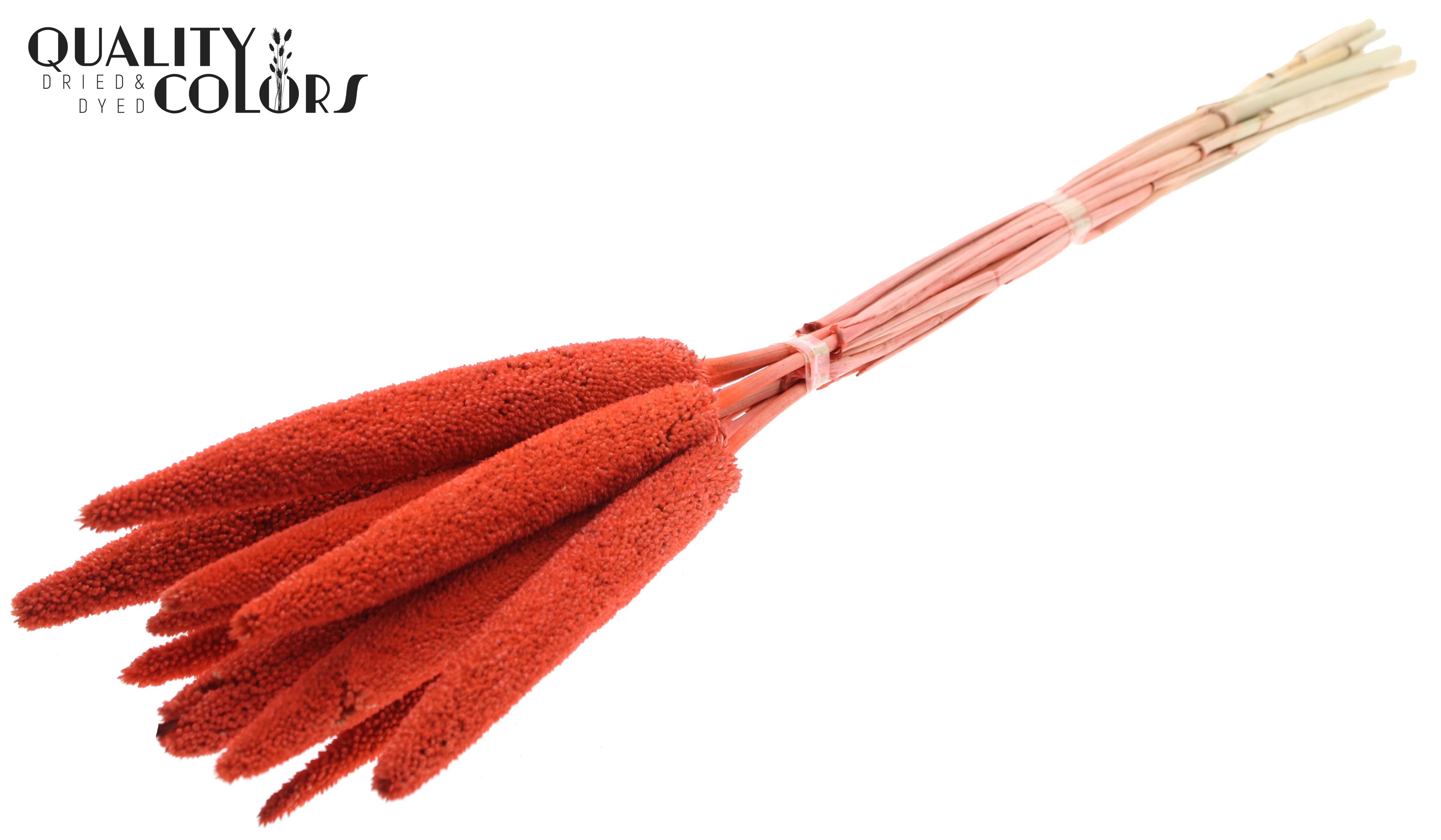 Babala Coral 65cm