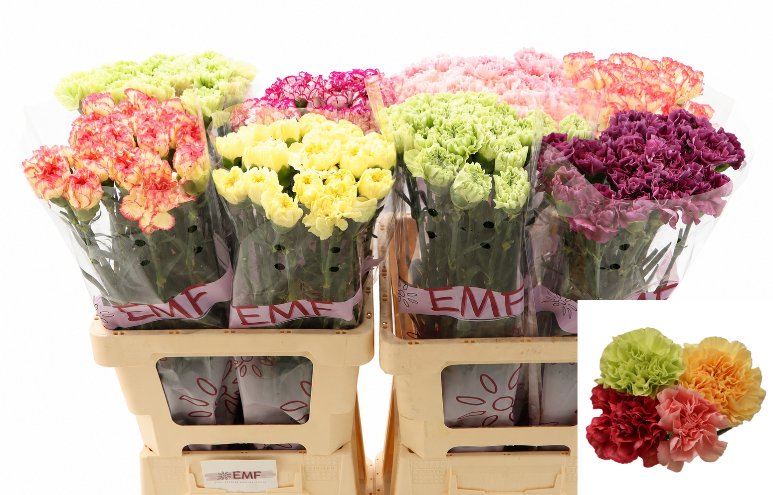 Dianthus Single Gem In Fust 65cm