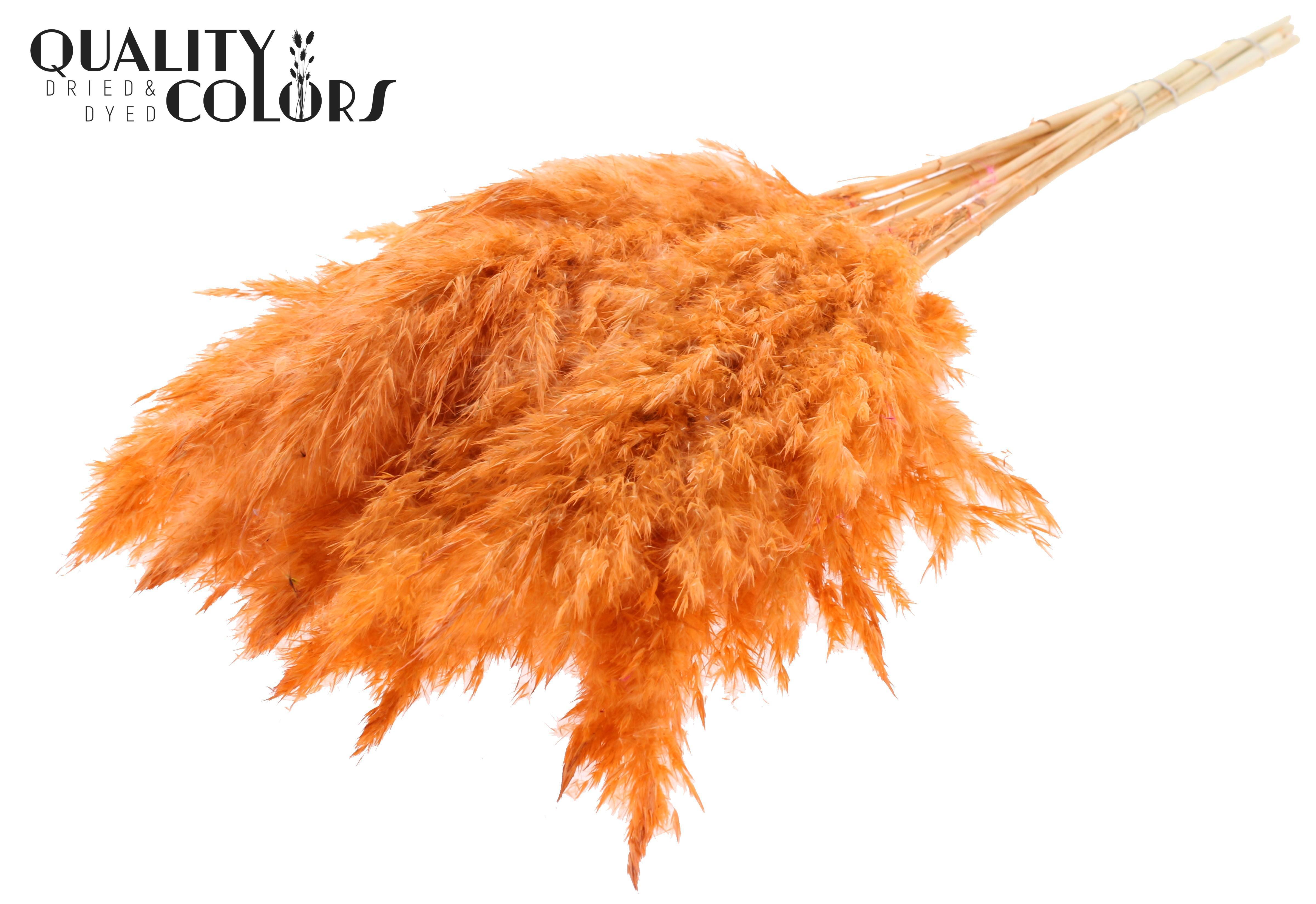 Pampas Grass Frosted Salmon Per Bunch 70cm