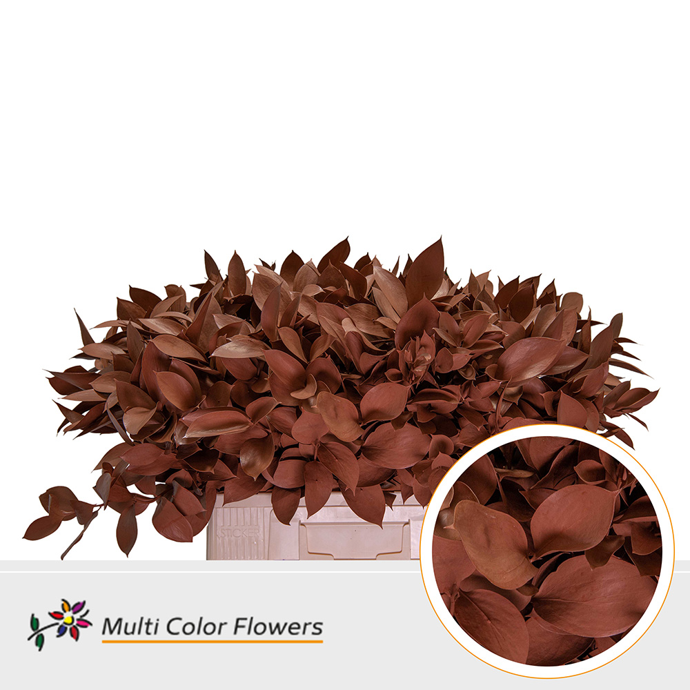 Ruscus Bruin