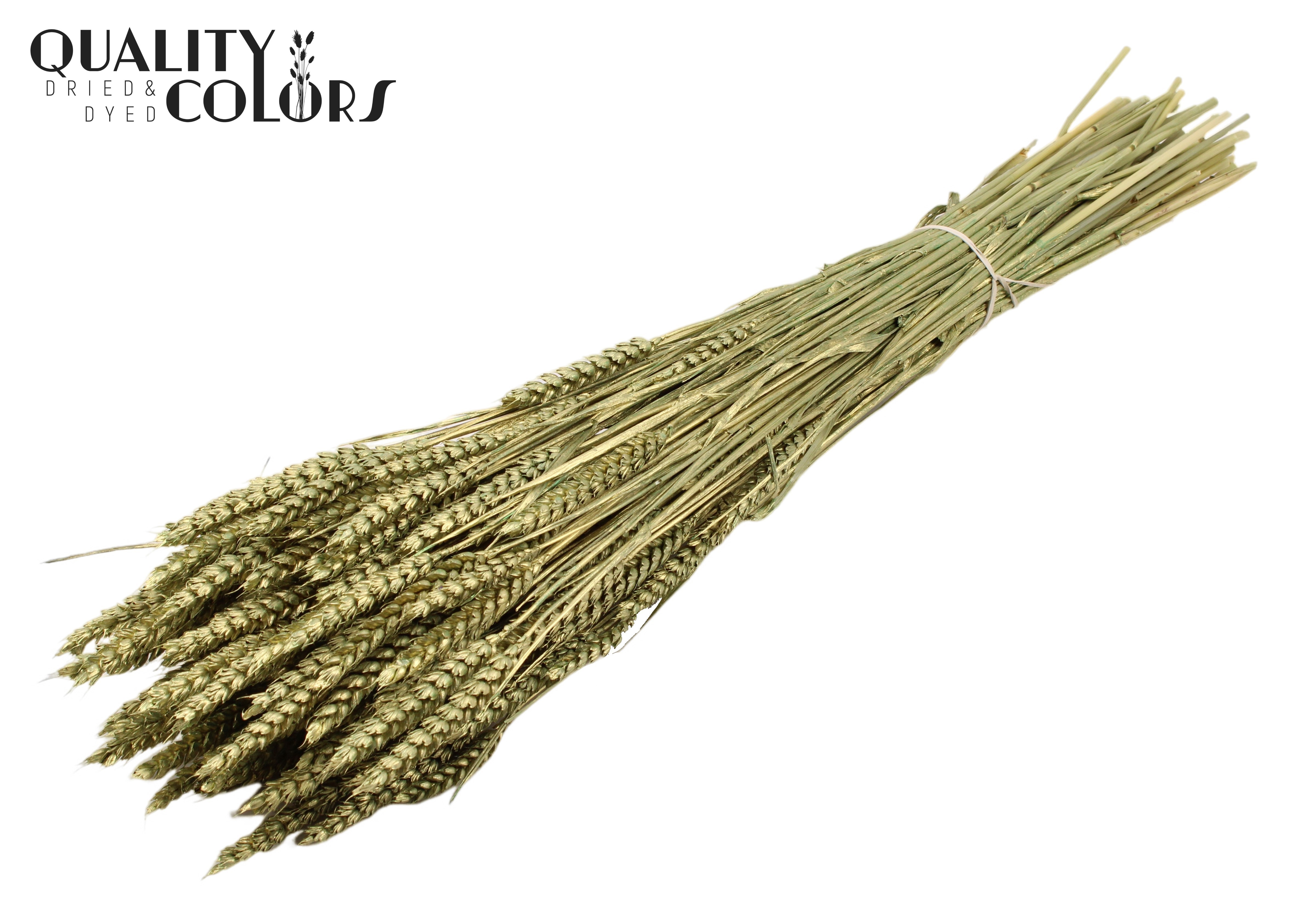 Triticum Antique Green Per Bunch 60cm