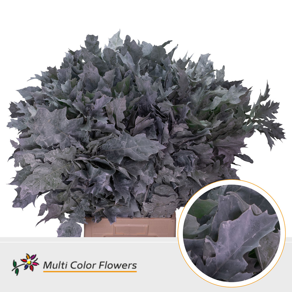Quercus Rubra Painted Frosted White 80cm