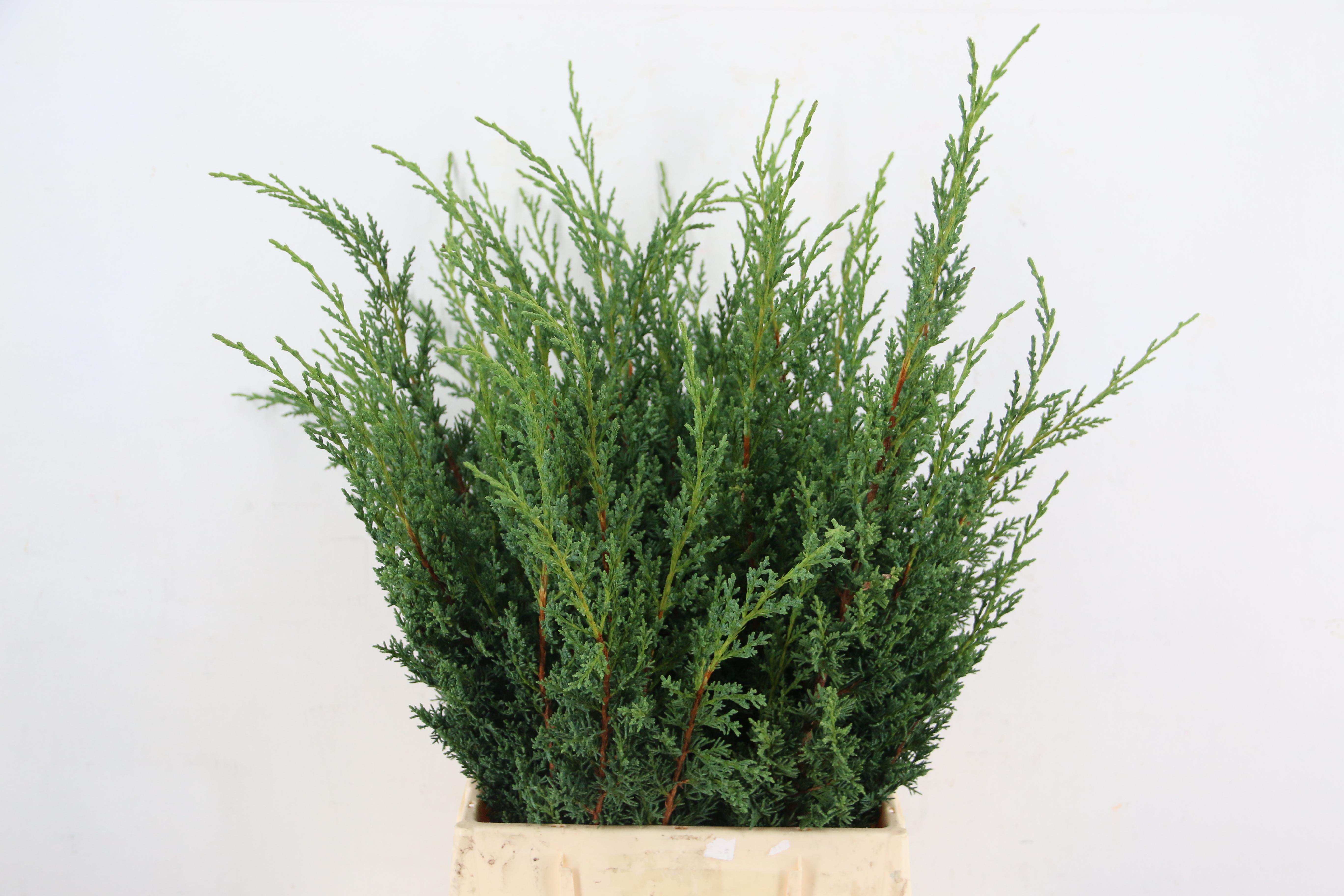 Taxus Baccata Fastigiata Aurea 50cm