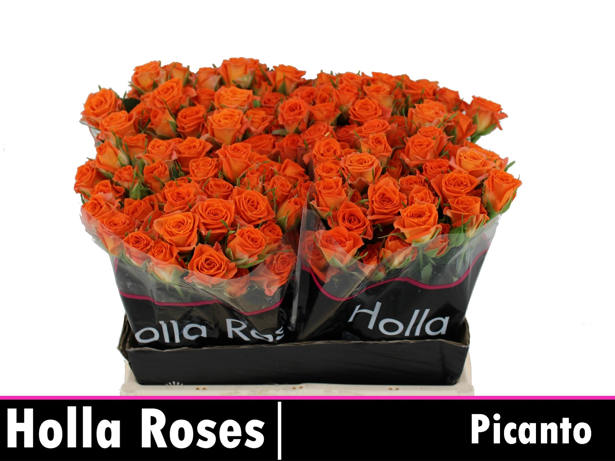 Rosa Spr Picanto 40cm