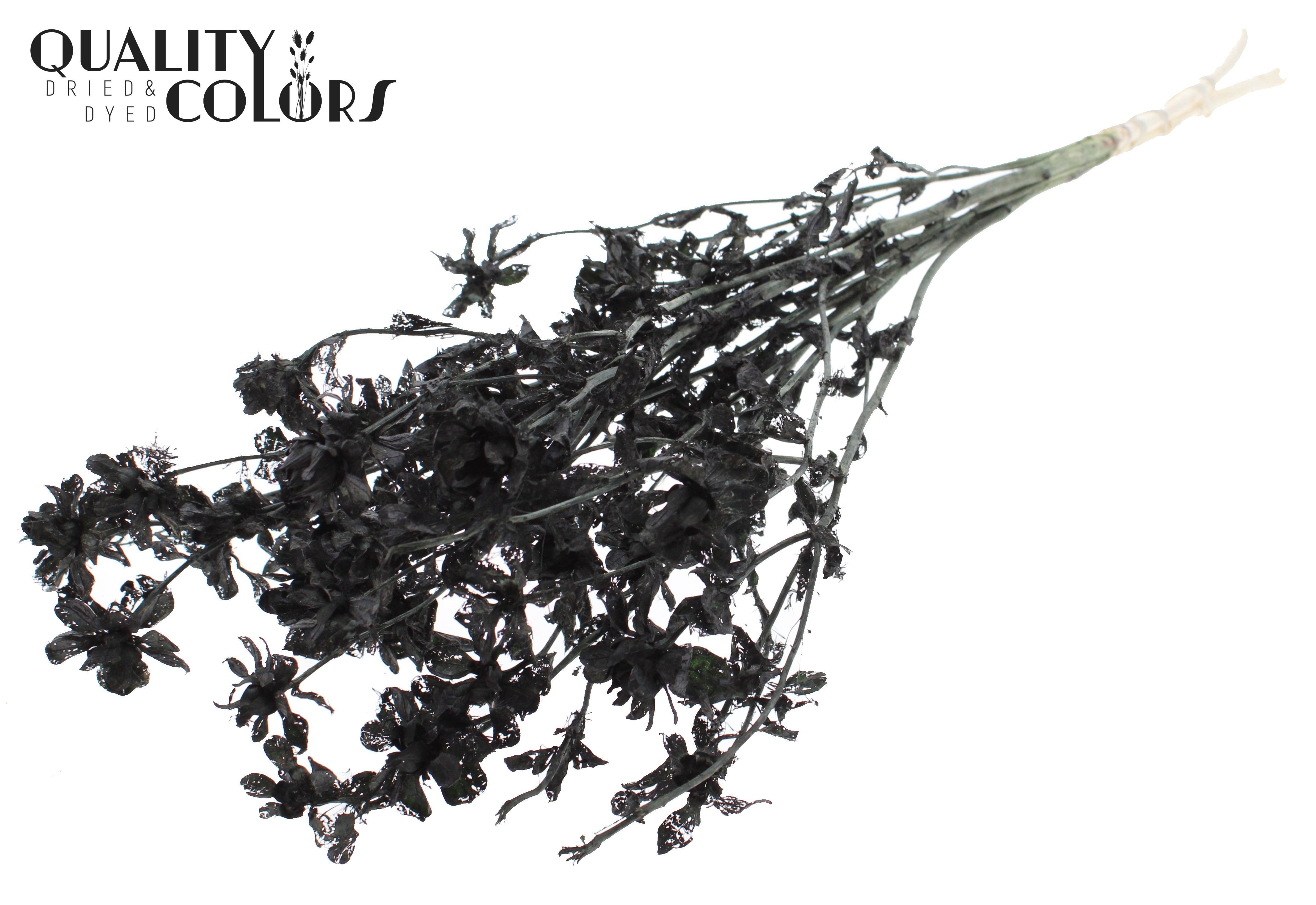 Carthamus Intense Black Per Bunch 70cm