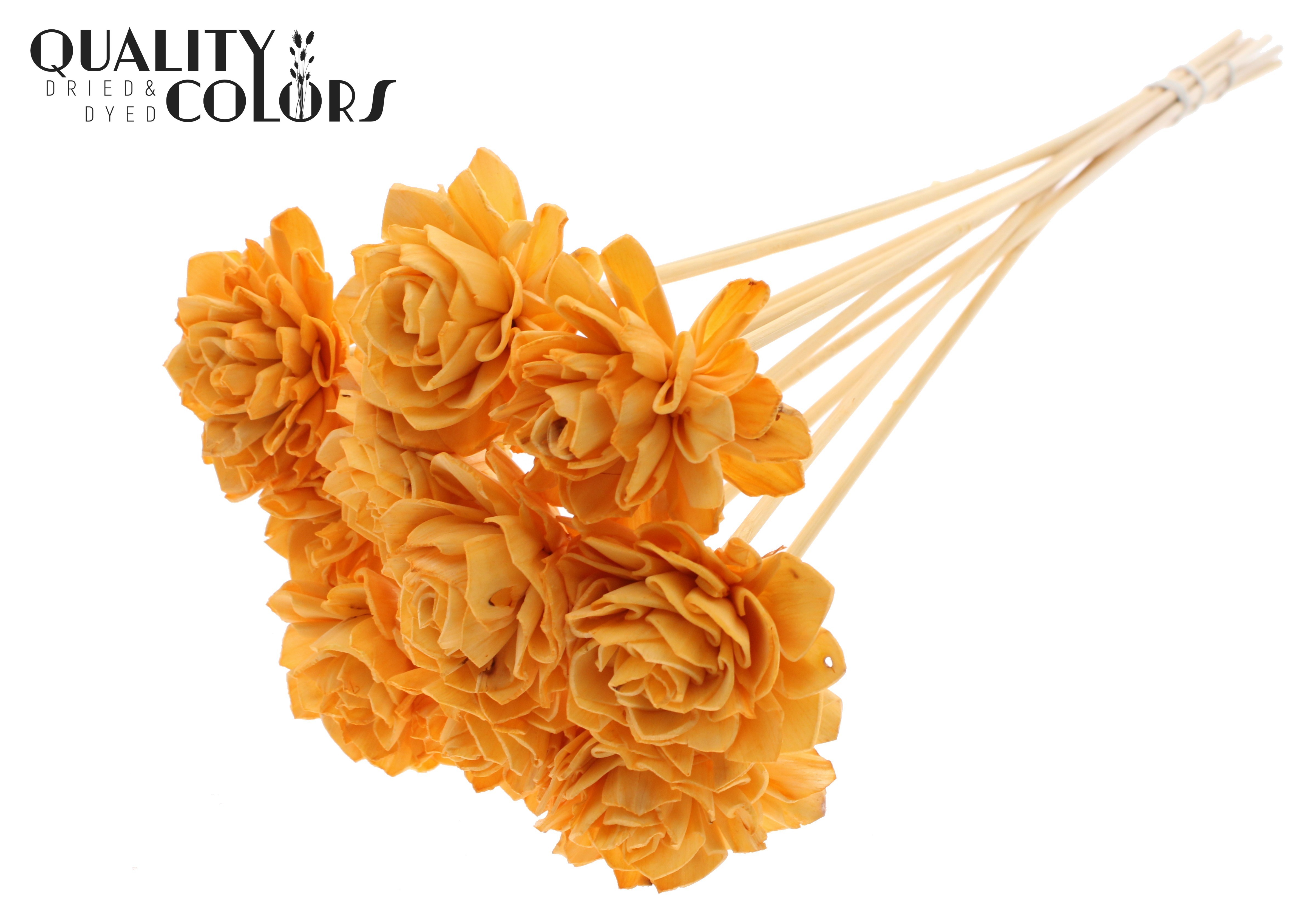 Shola Dhaliya Apricot 50cm