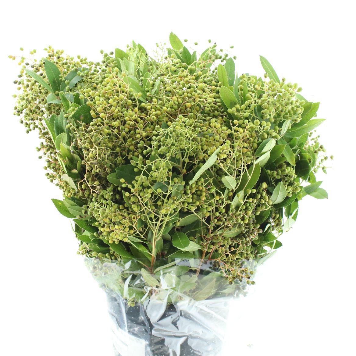 Photinia Bes Green 300gr