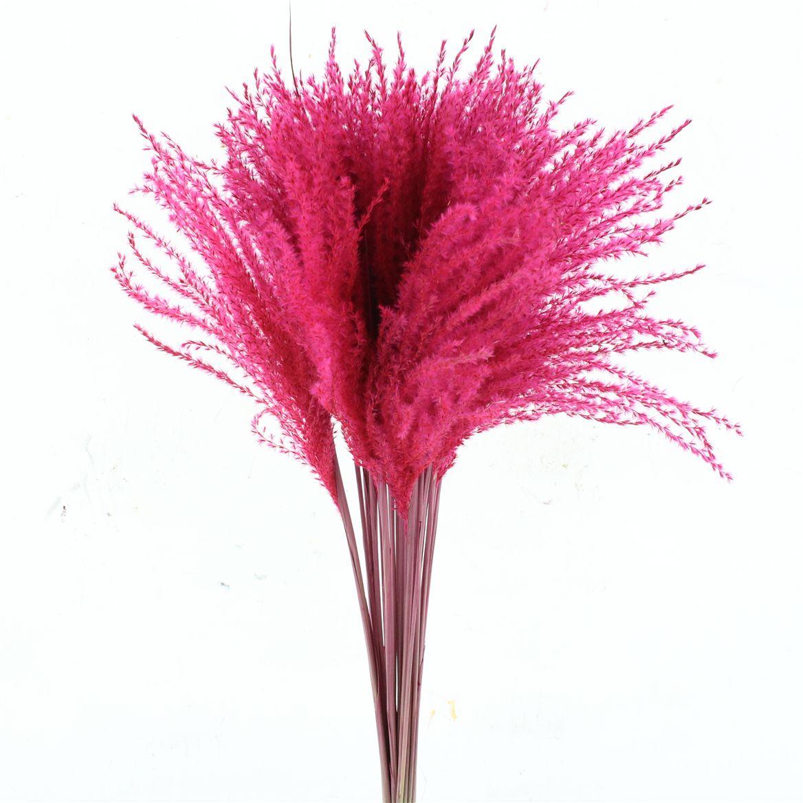 Dried Stipa Feather Cerise