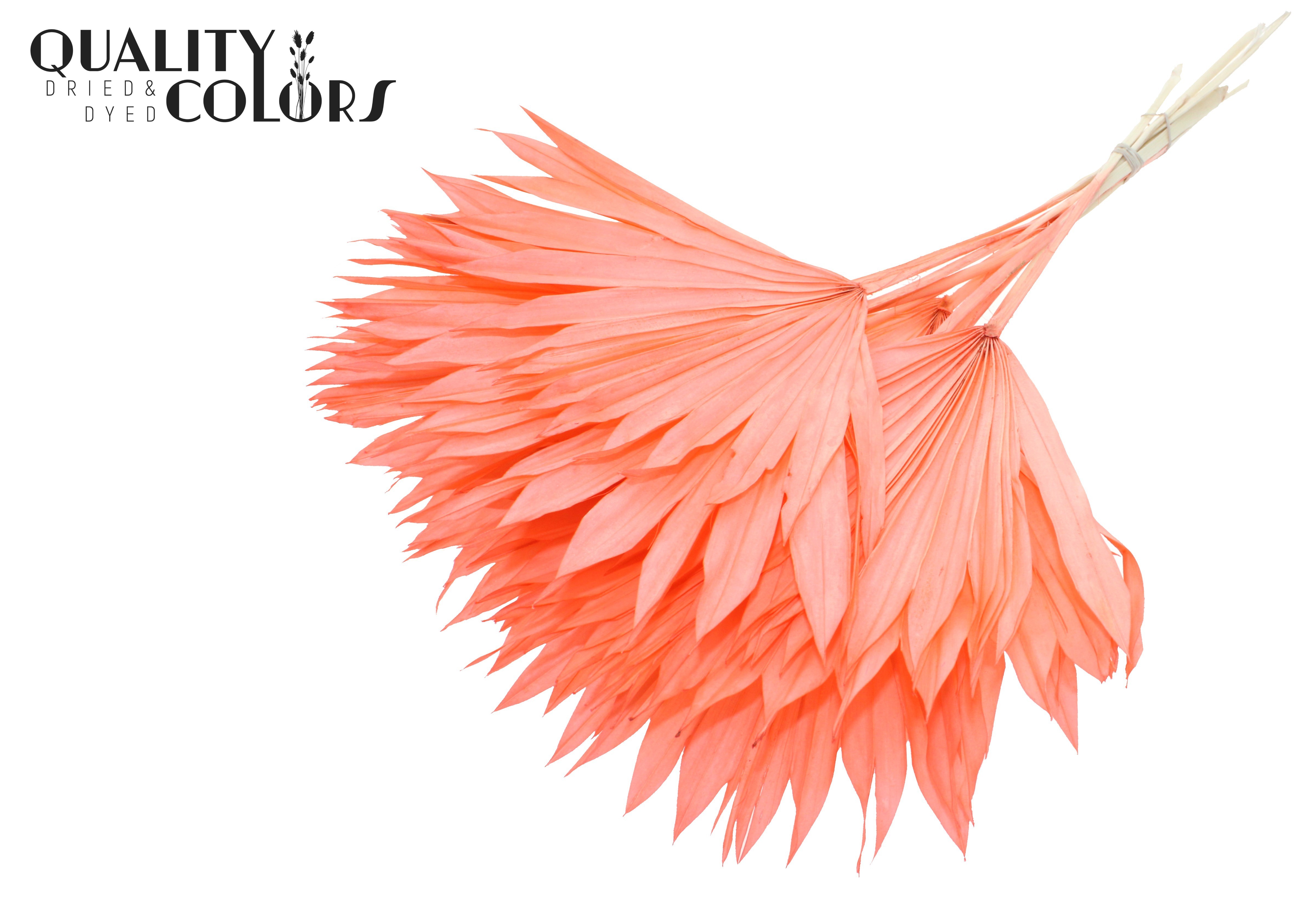 Palm Sun Intense Coral 50cm