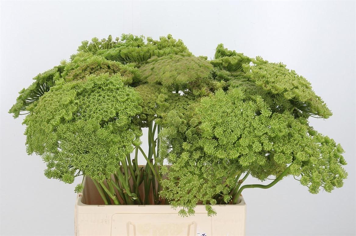 Ammi Majus Visnaga Zaad