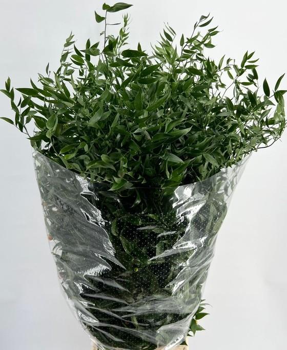 Ruscus Aculeatus Bunch