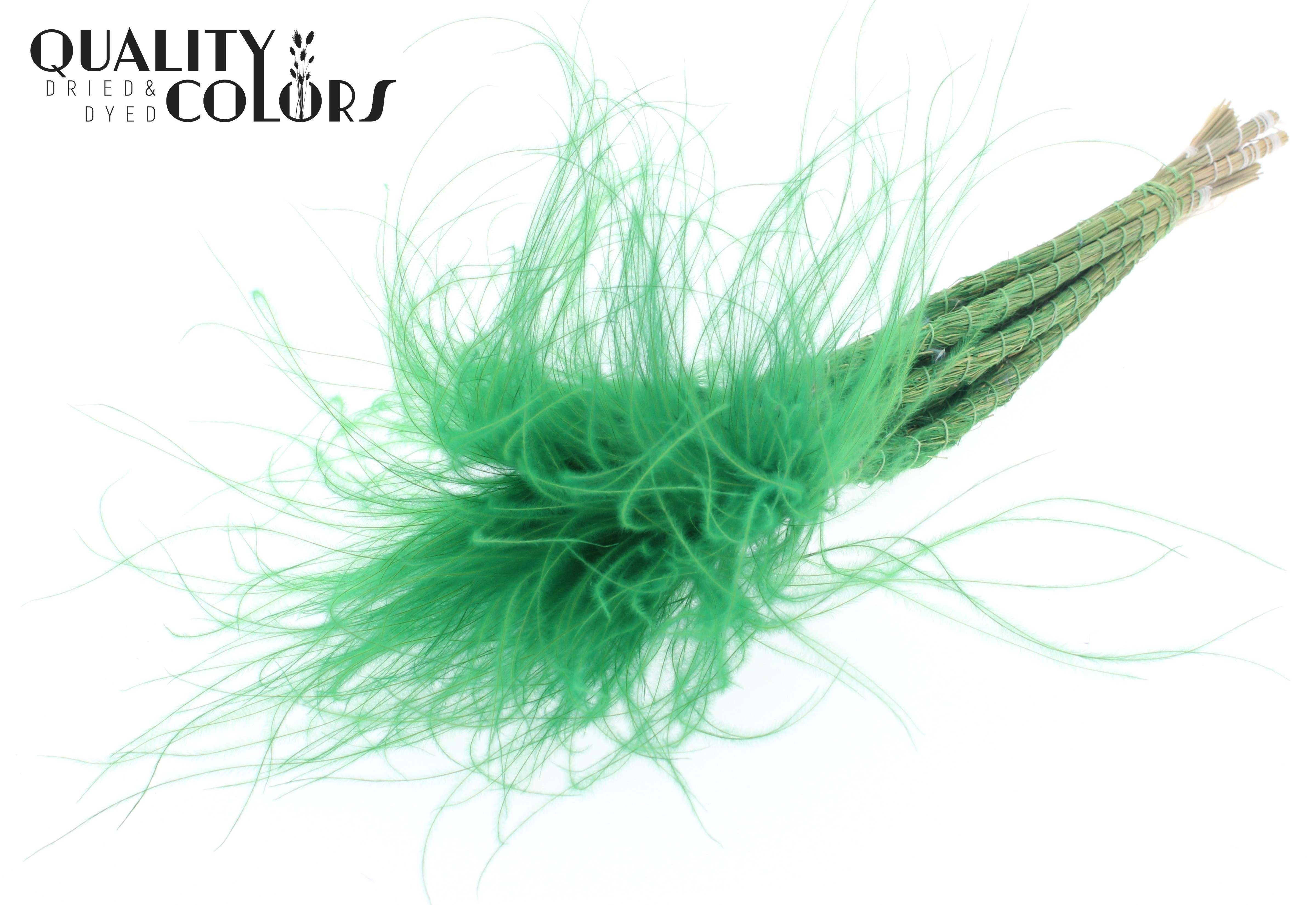 Stypha Pastel Green Per Bunch 60cm