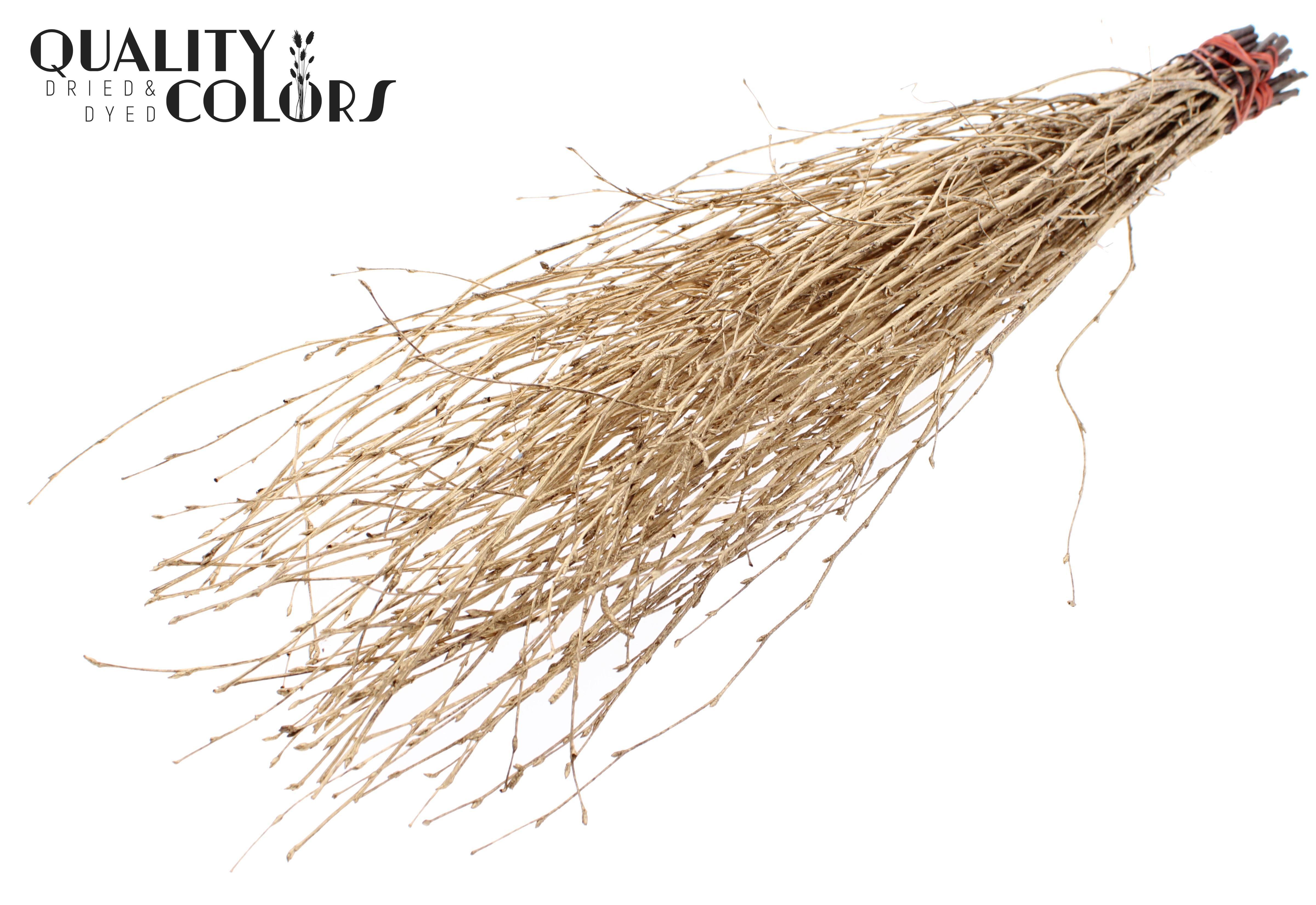 Betula Antique Gold Per Bunch