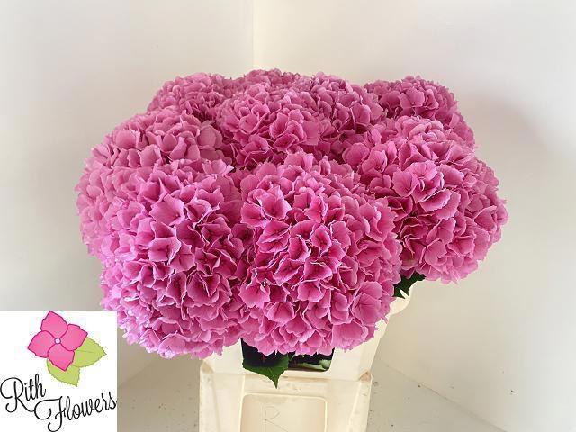 Hydrangea Royal Salute 80cm 21Ø