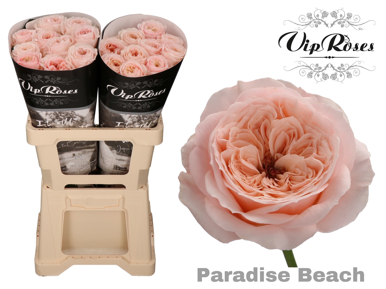 R Kl Paradise Beach X20 60 cm