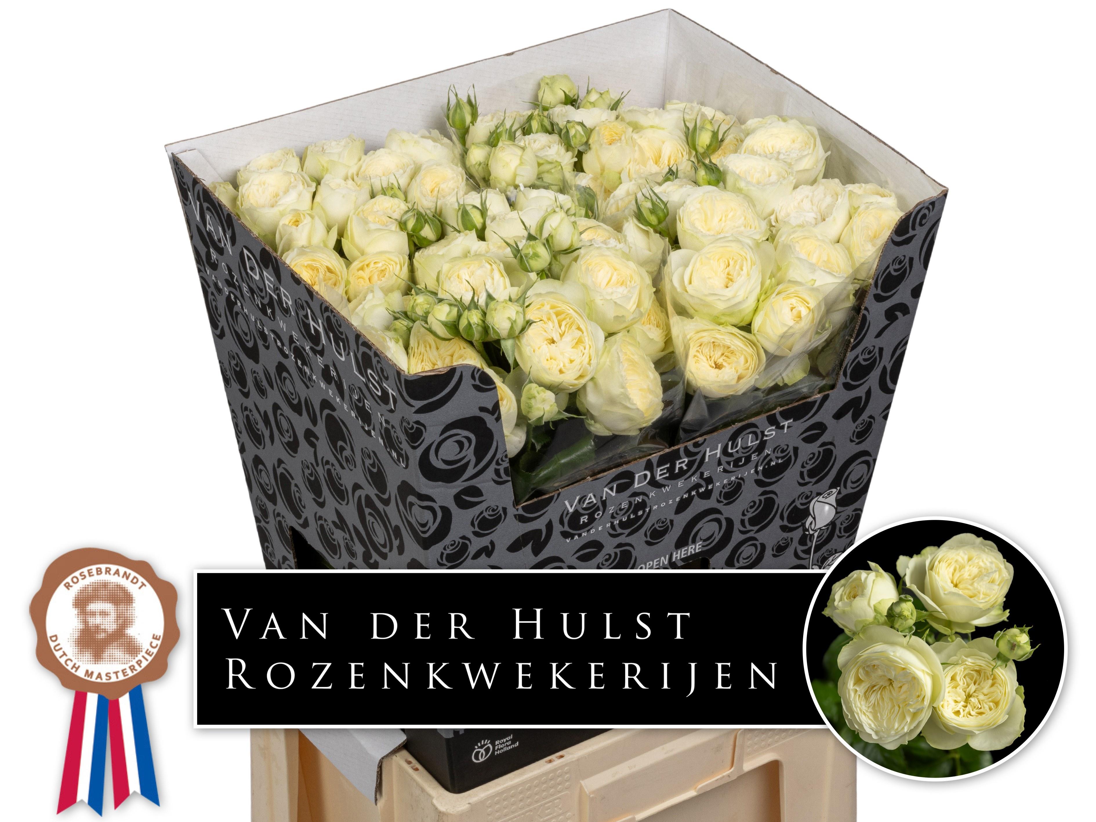 Rosa Spr Ayala! 70cm