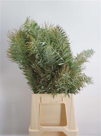 Acacia Co L Argento