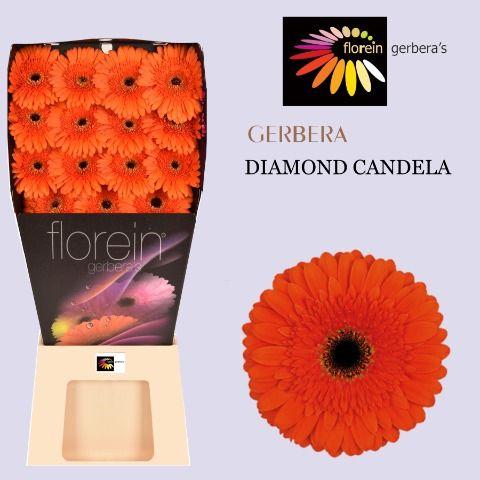 Ge Gr Candela Diamond 45