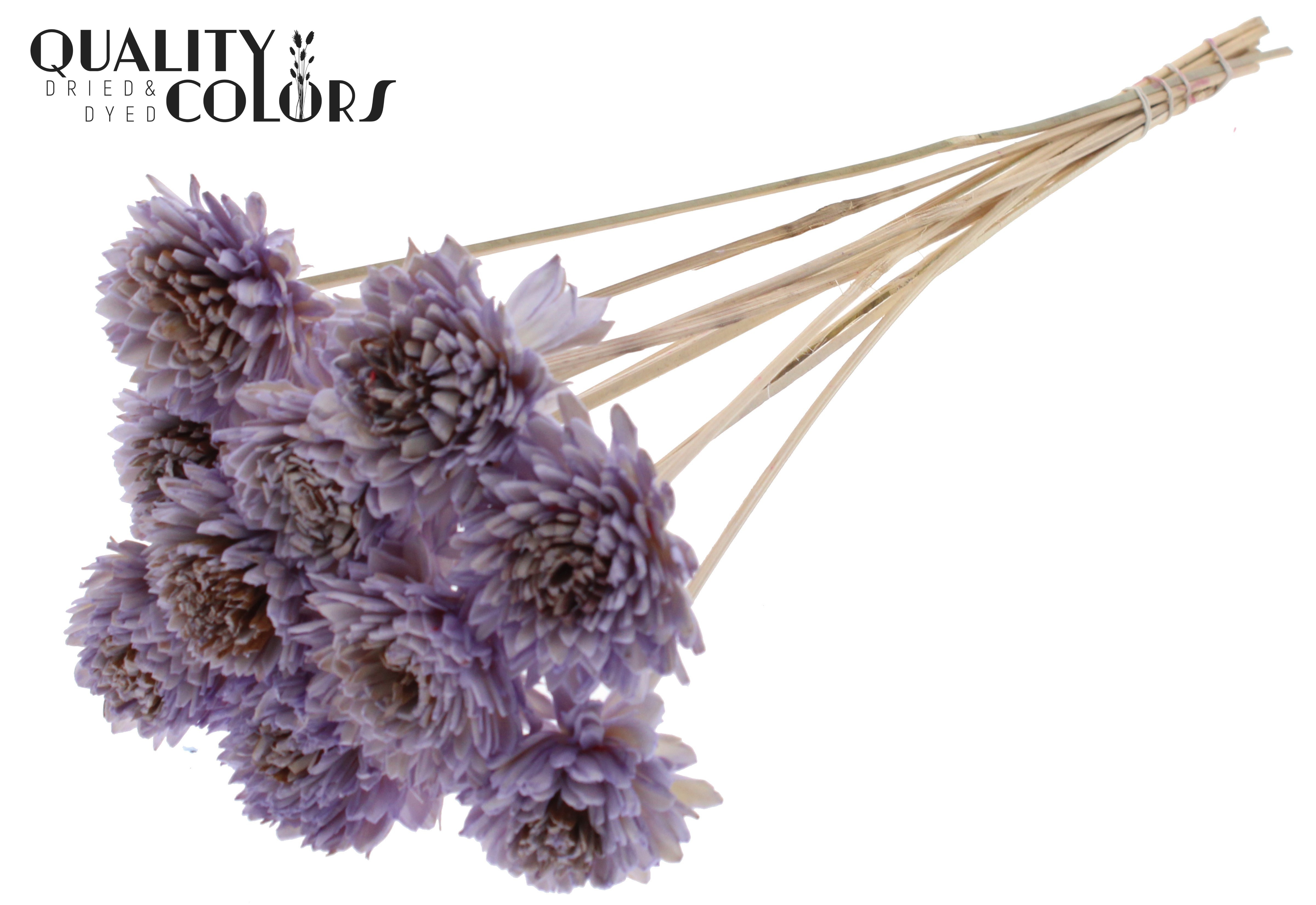 Shola Zinia Milka 50cm