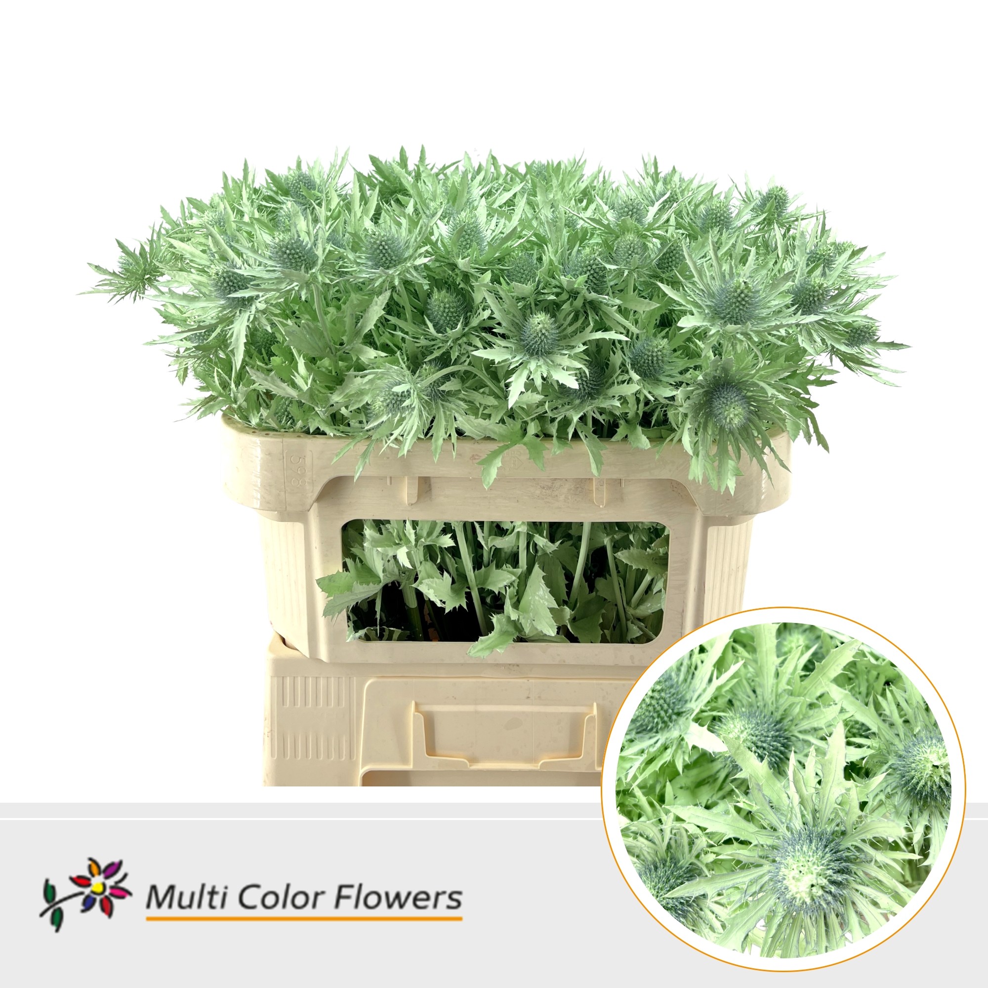 Eryngium Mint