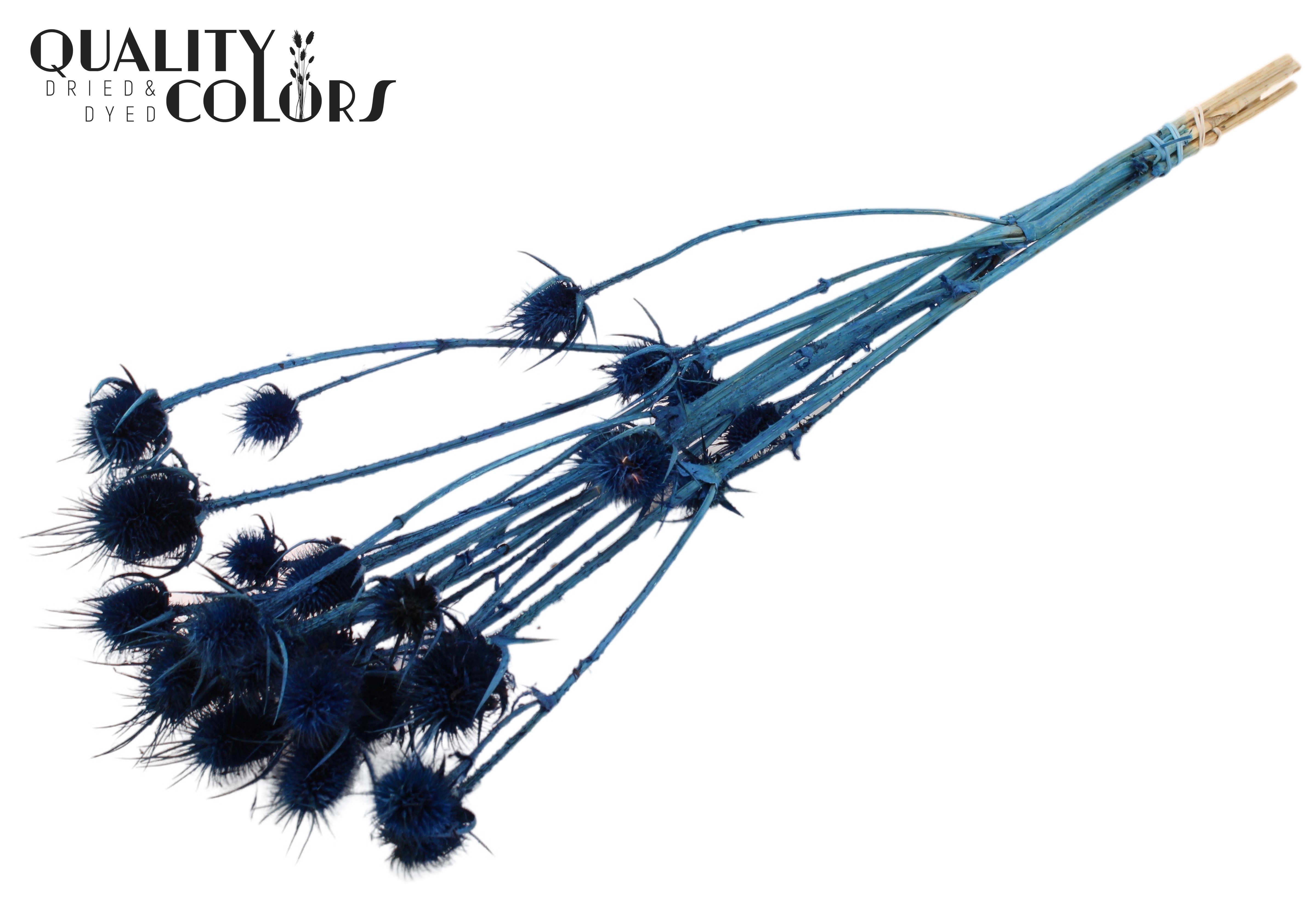Eryngium Dark Blue Per Bunch 70cm