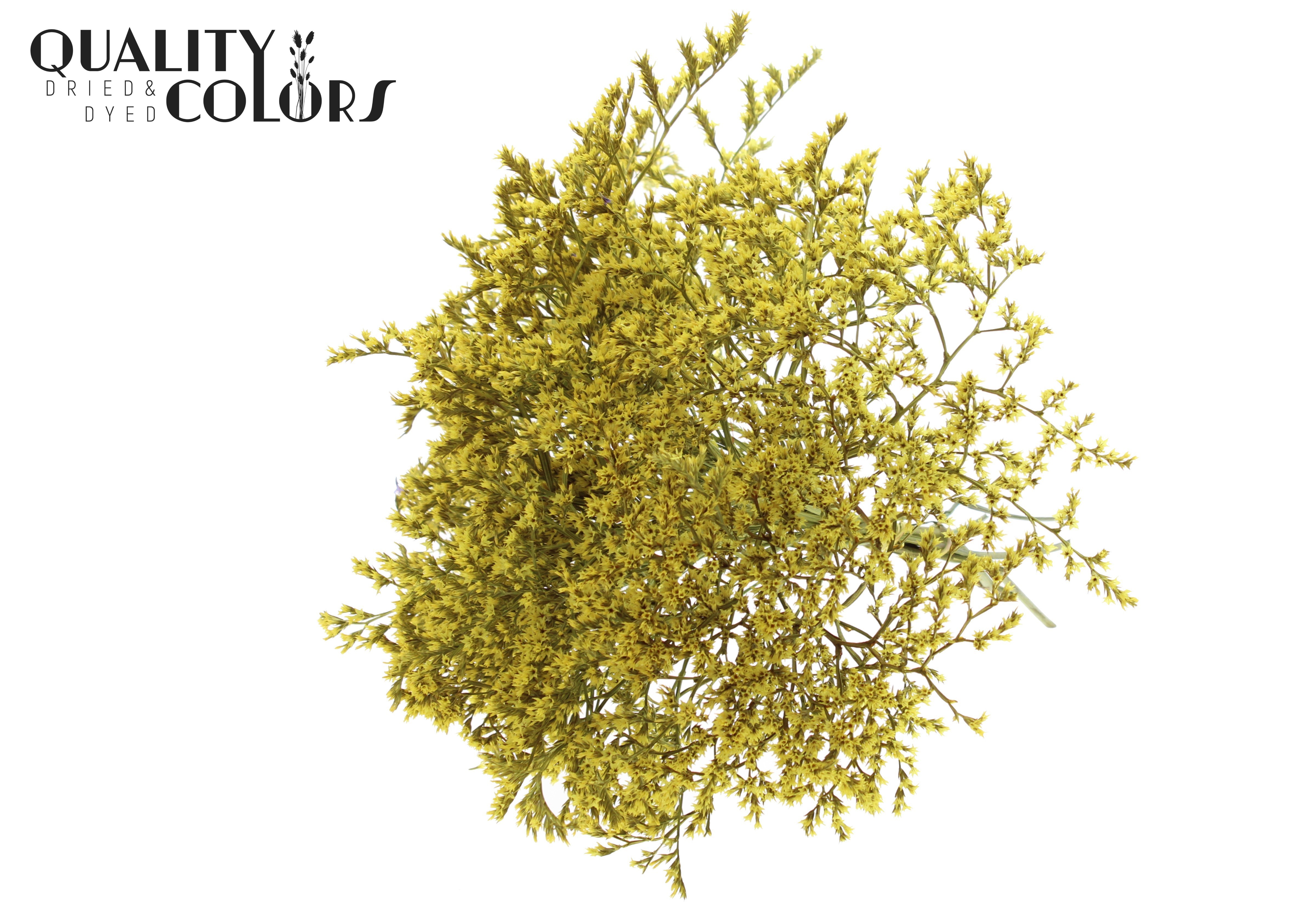 Limonium Tataricum Yellow Per Bunch 30cm 45gr.