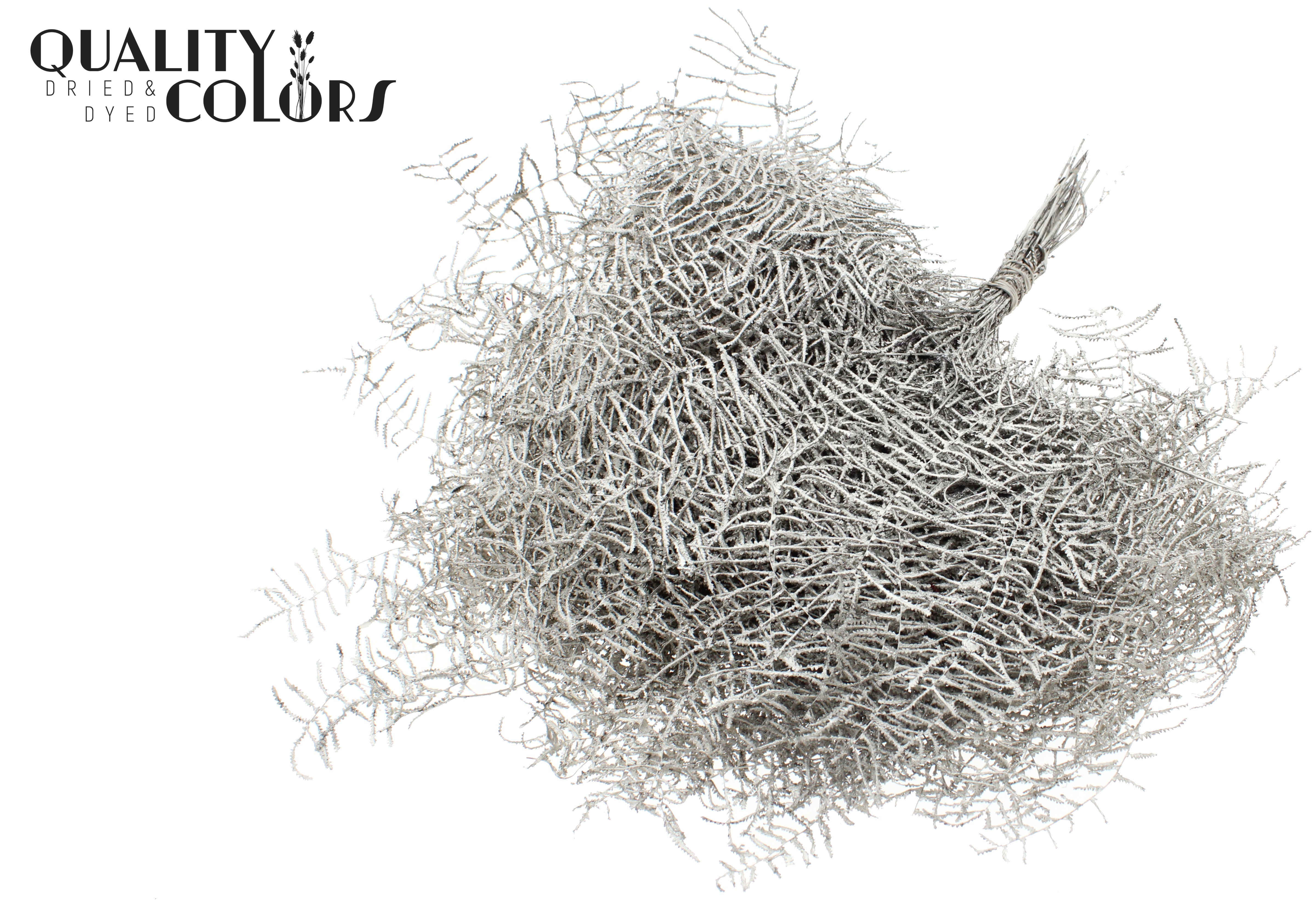 Gleichenia Platinum + Glitter Per Bunch