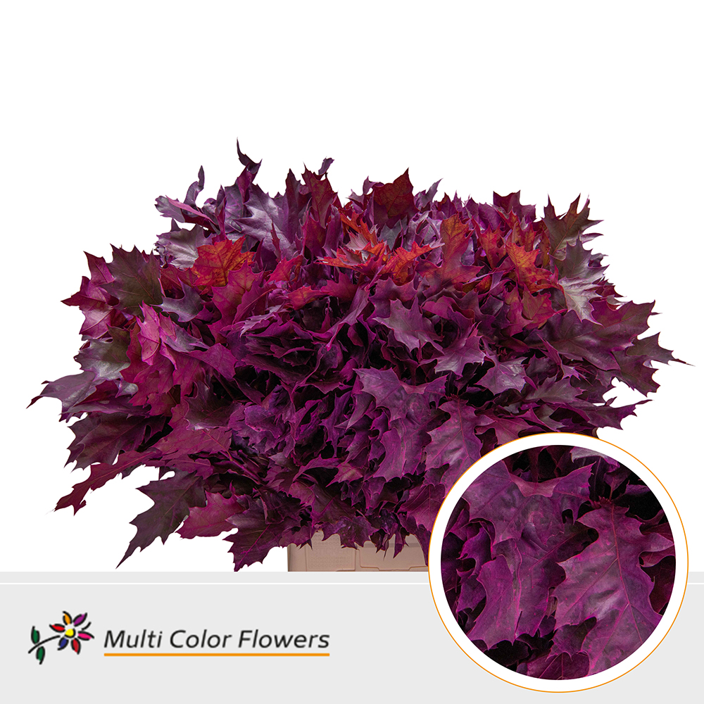 Quercus Rubra Painted Frost Erica 80cm