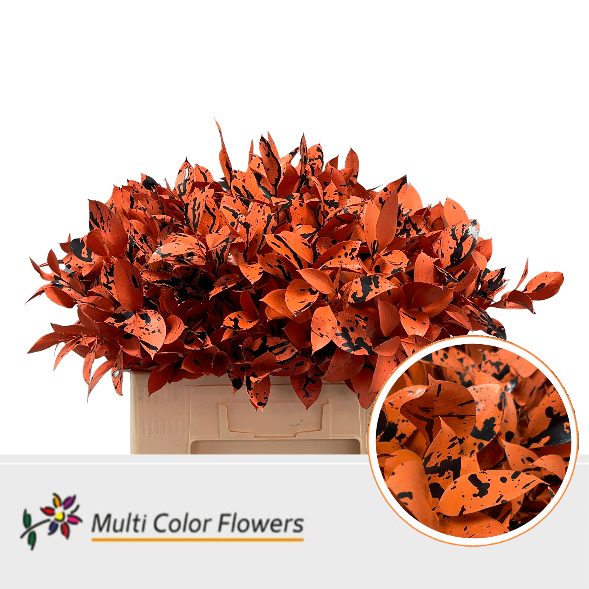Ruscus Painted Hypophyllum Orange 60cm