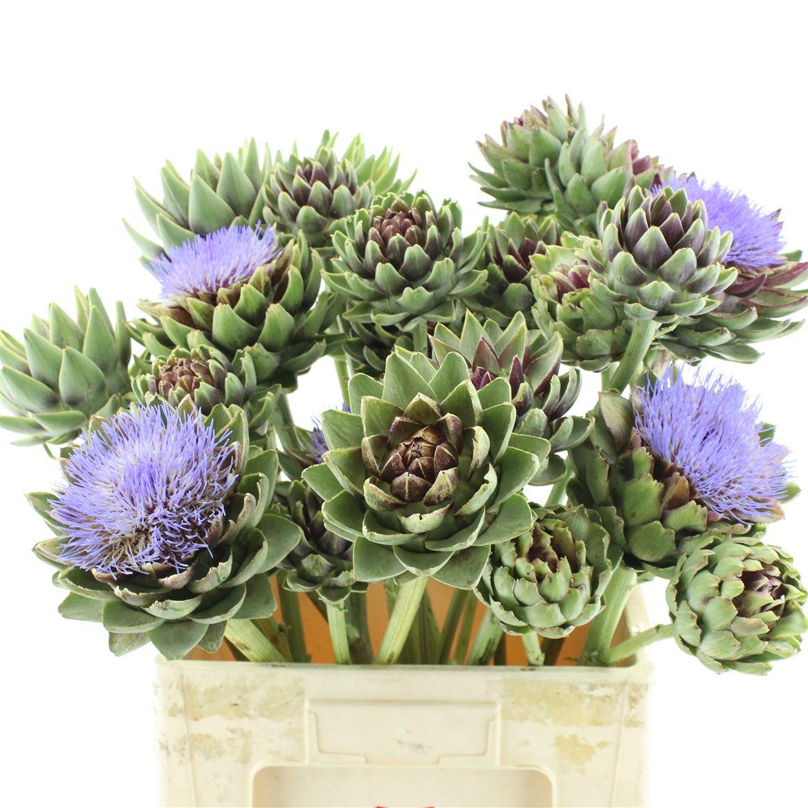 Cynara Sc Green Glob Vertakt