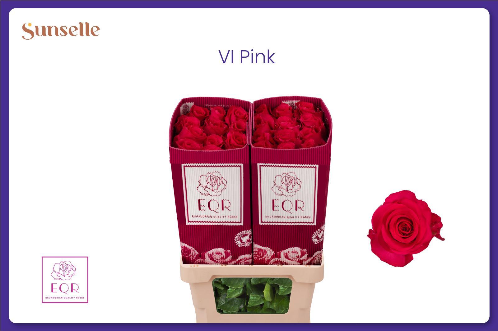 Rosa Vipink 60cm